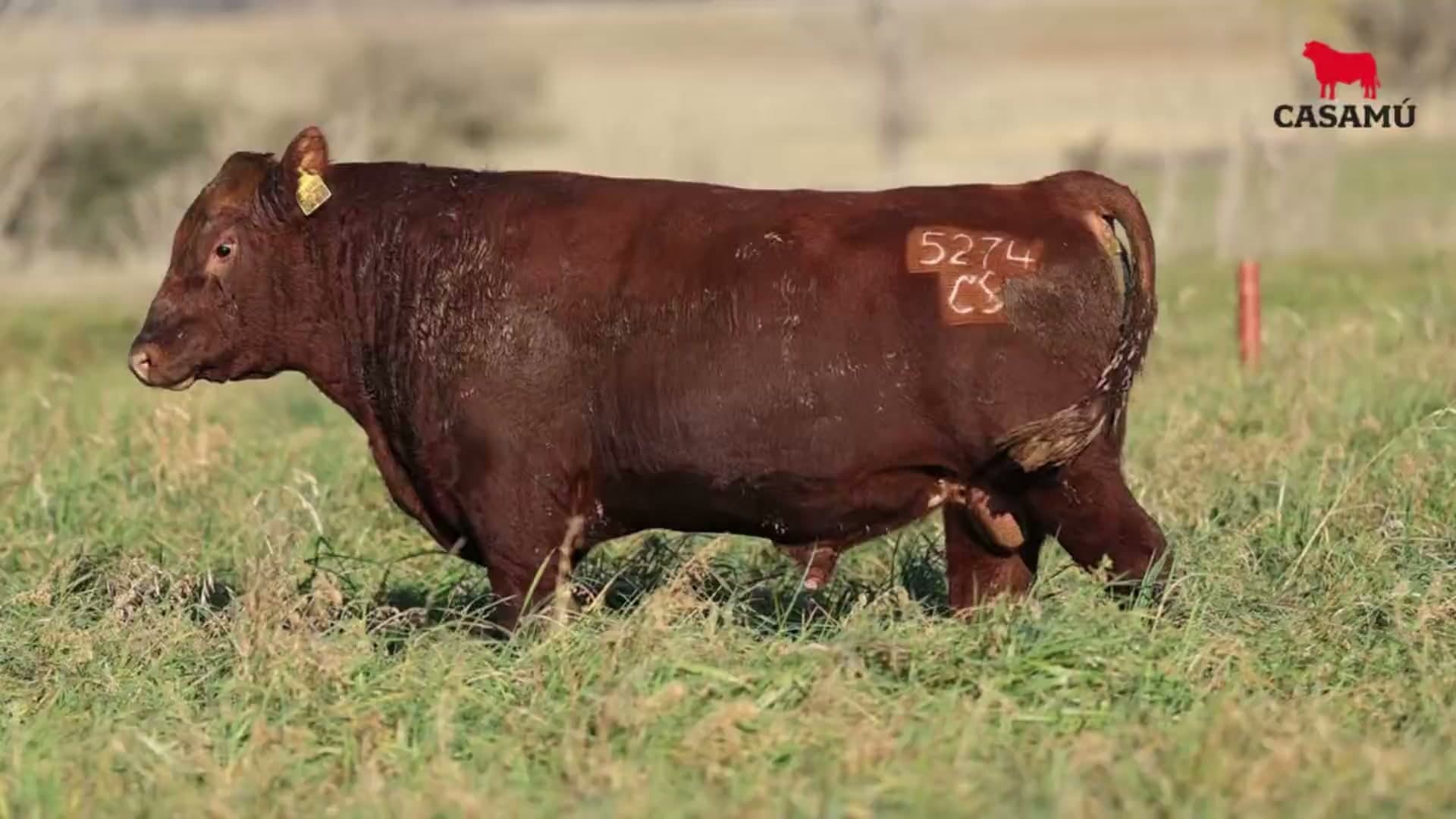 Toro RP 5274 · Lote 30