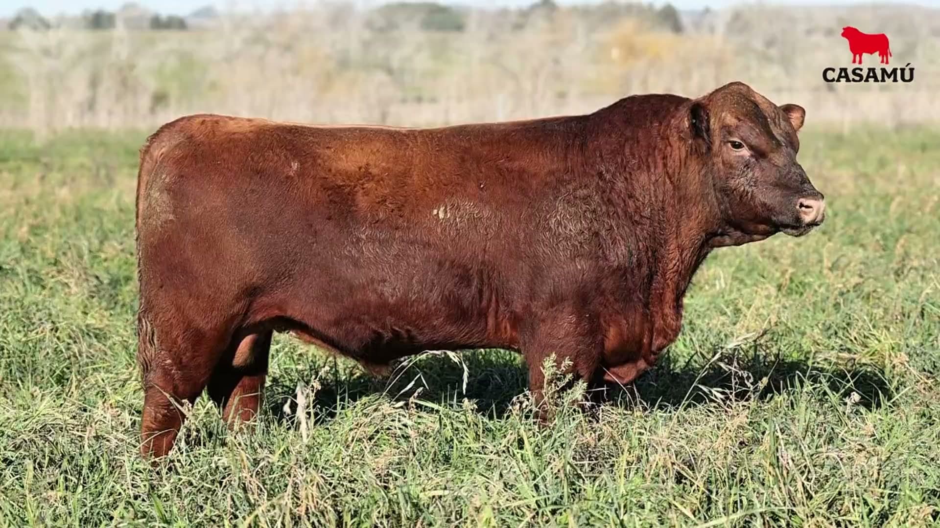 Toro RP 5052 · Lote 34