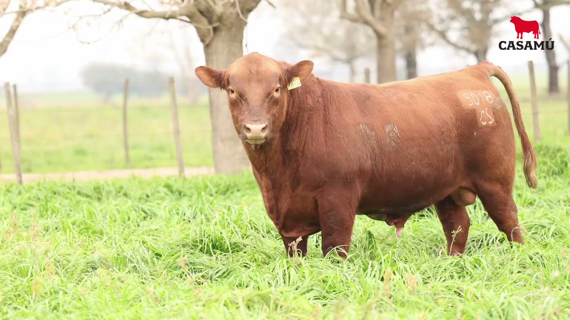 Toro RP 5018 · Lote 17