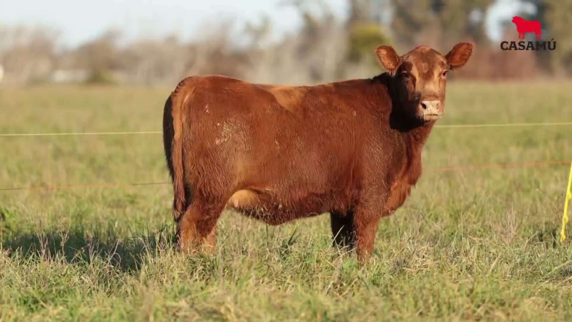 Vaquillona RP 5287 · Lote 52