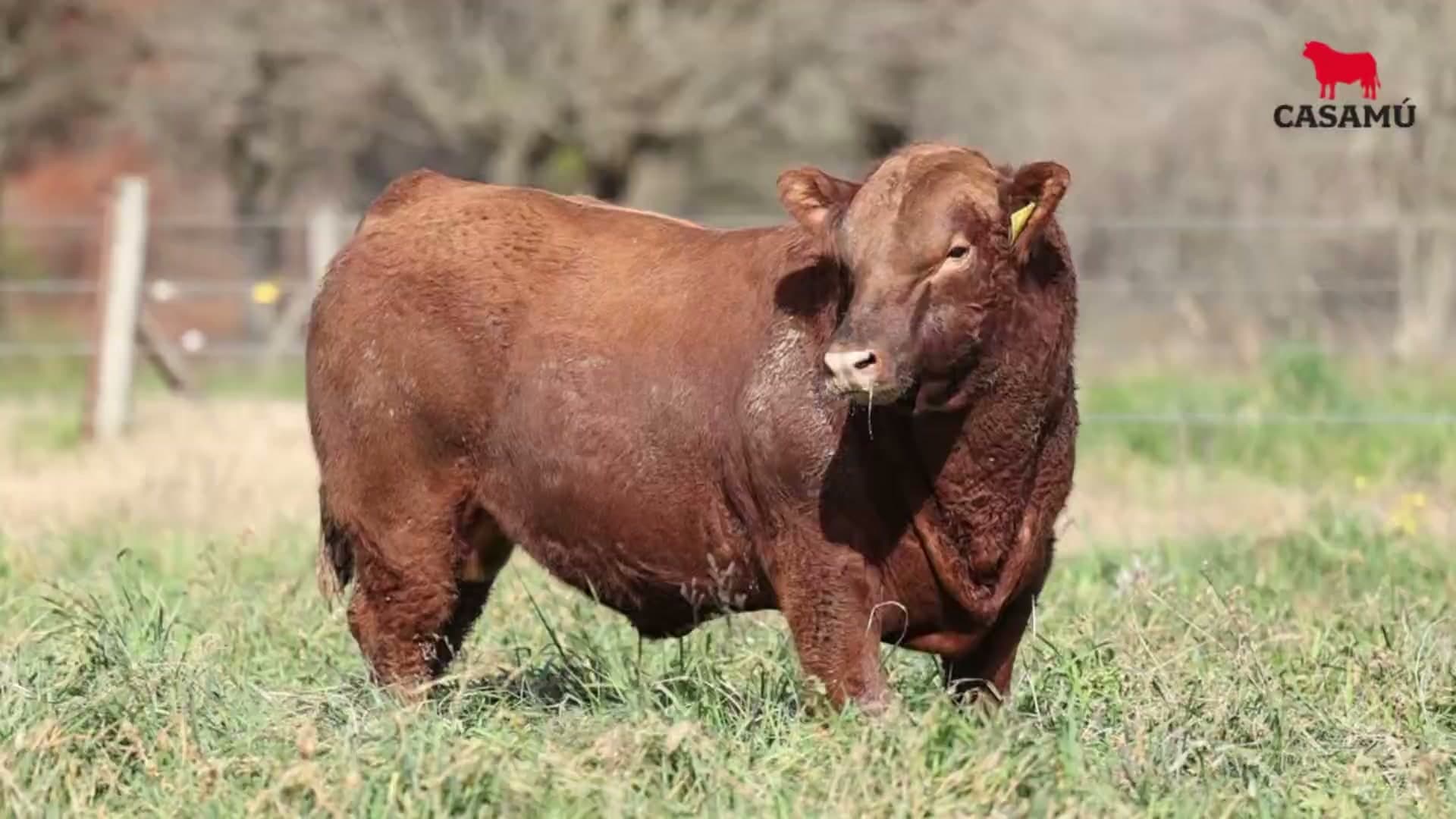 Toro RP 5180 · Lote 31