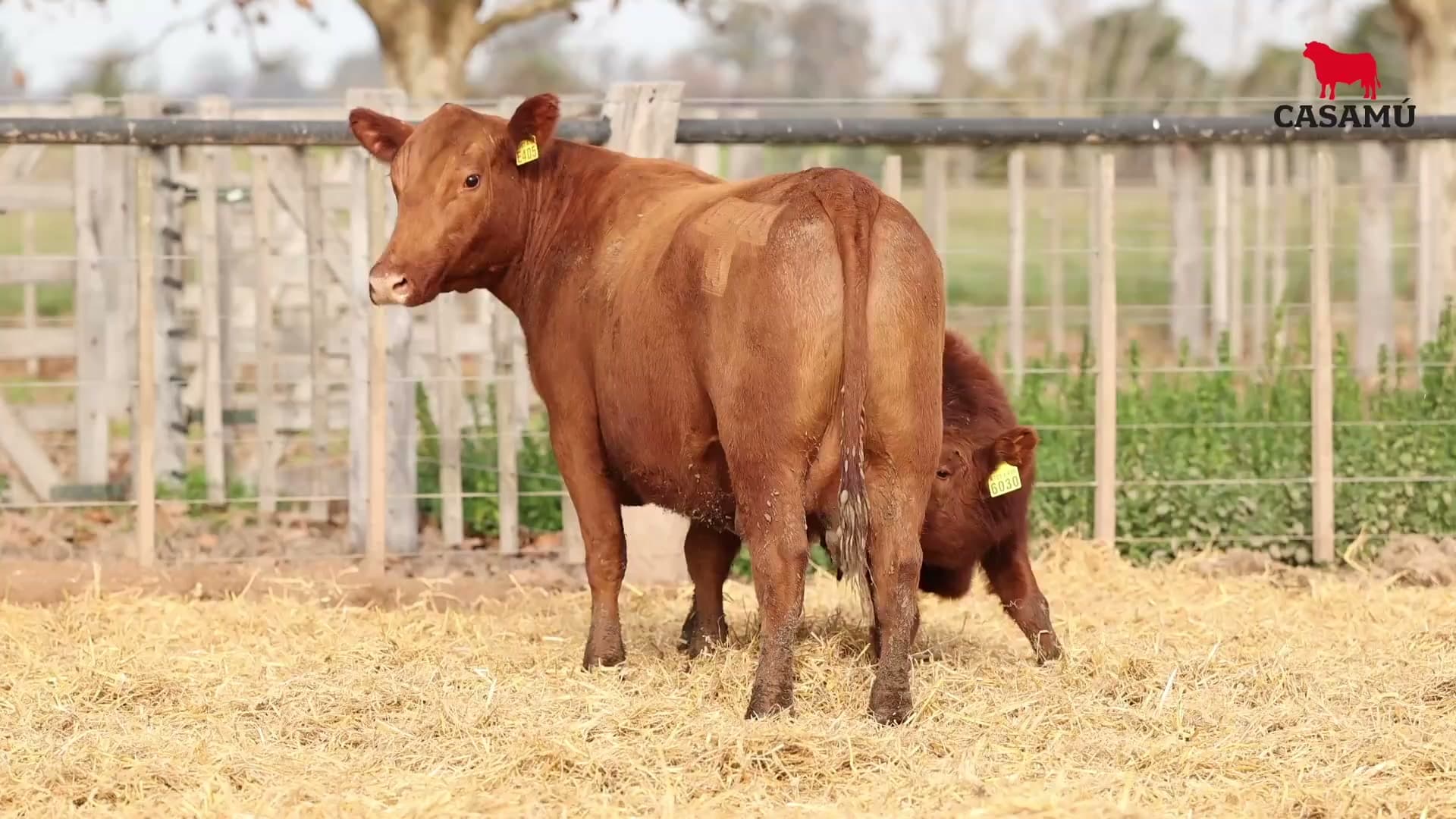 Vaca RP E405 · Lote 69