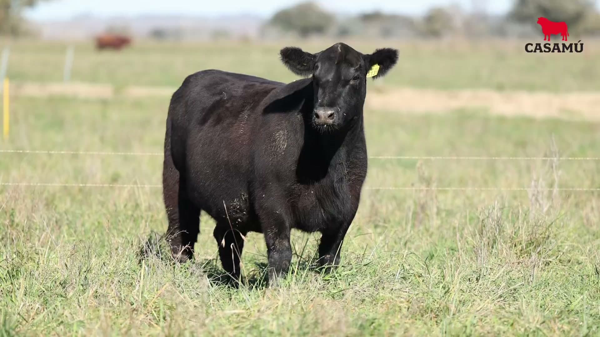 Vaquillona RP 5131 · Lote 56
