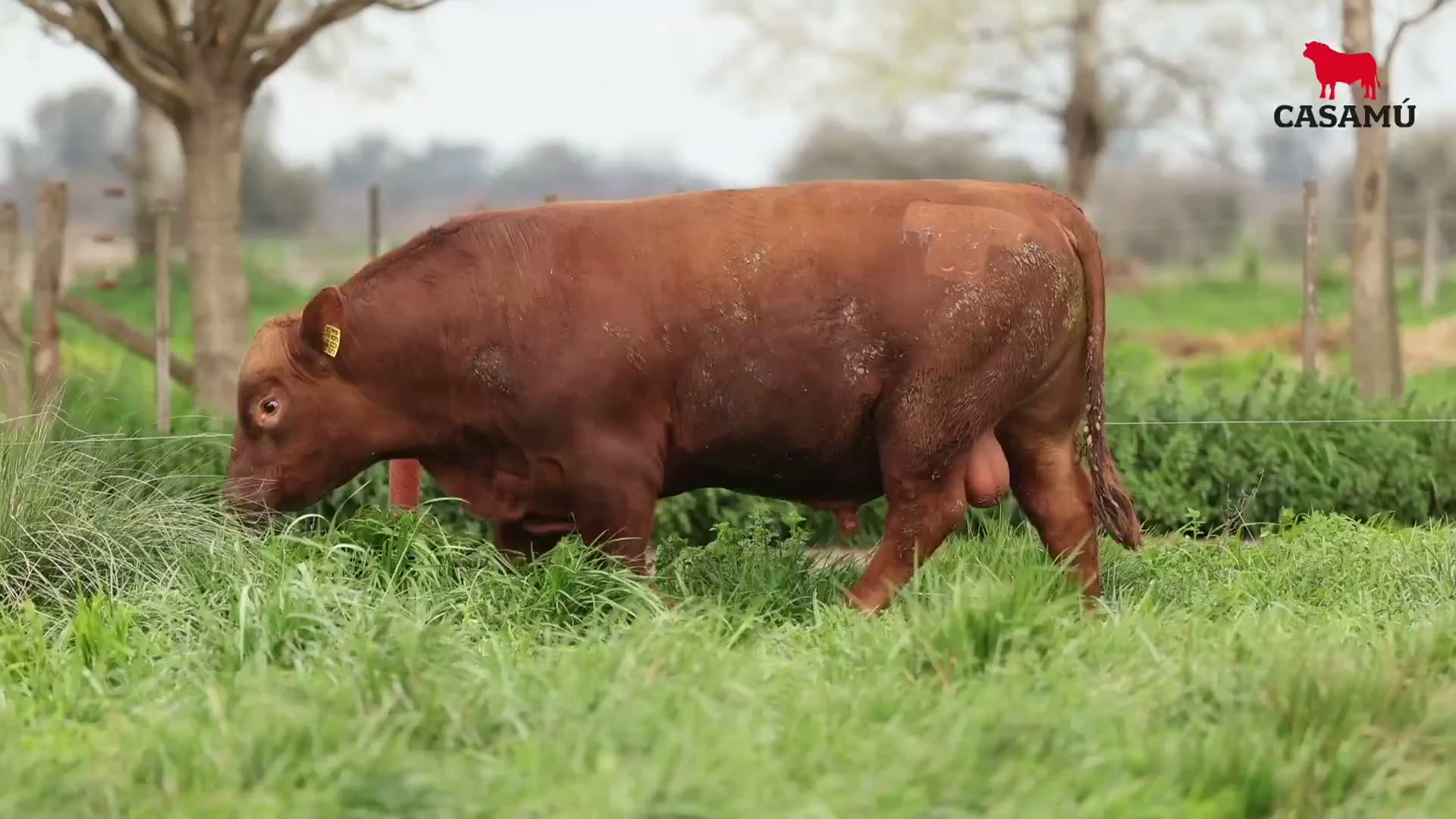 Toro RP 5094 · Lote 27