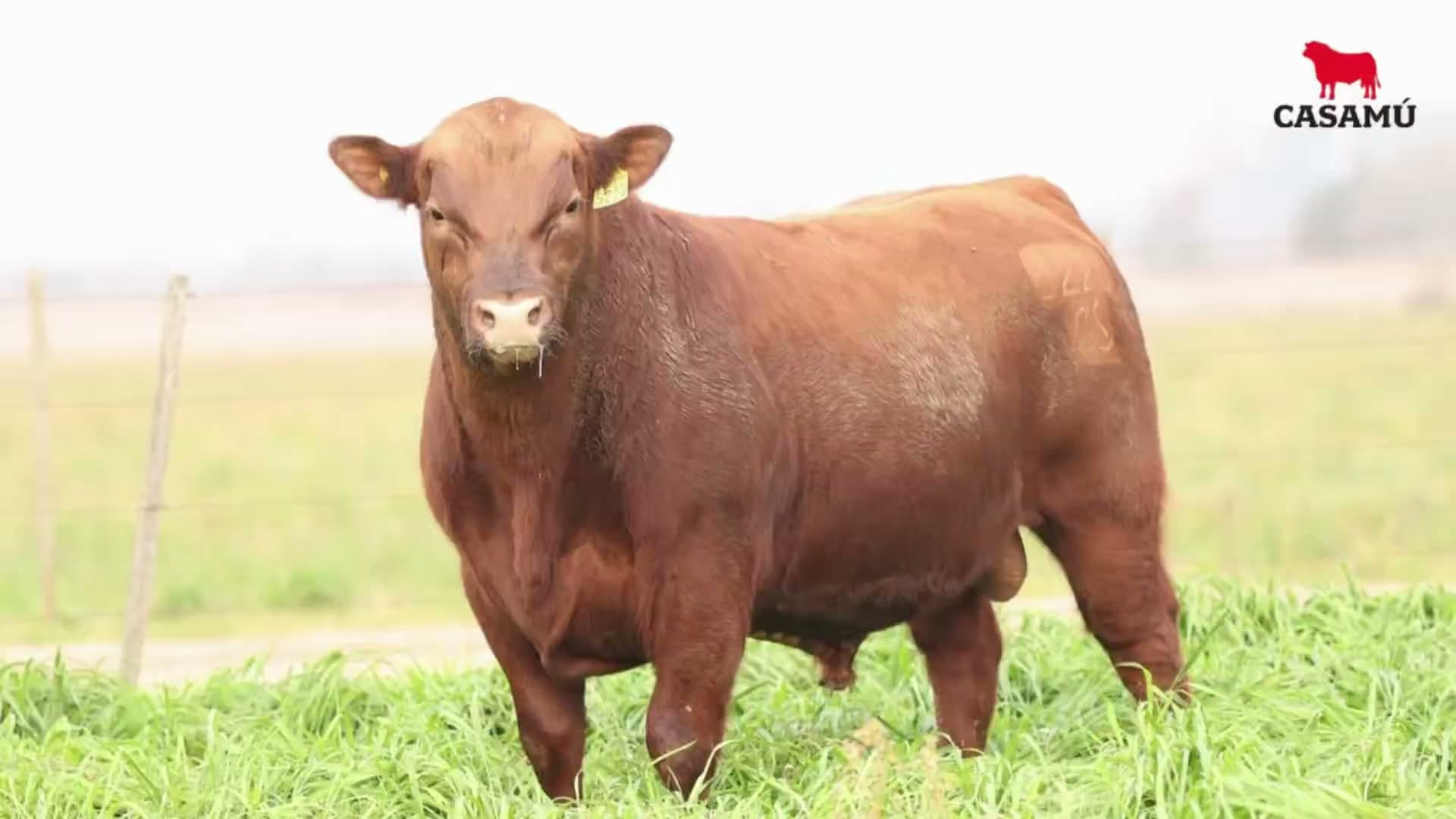 Toro RP 5226 · Lote 26