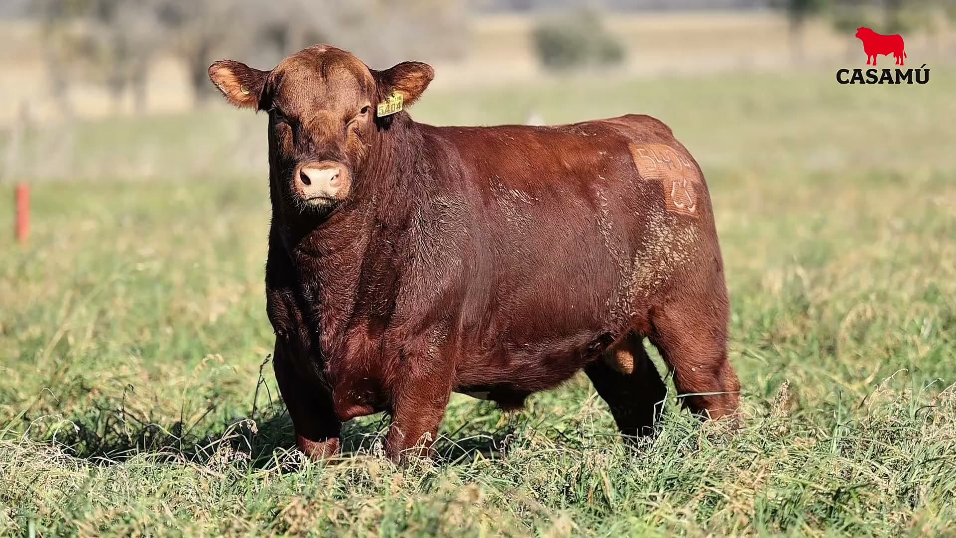 Toro RP 5404 · Lote 35