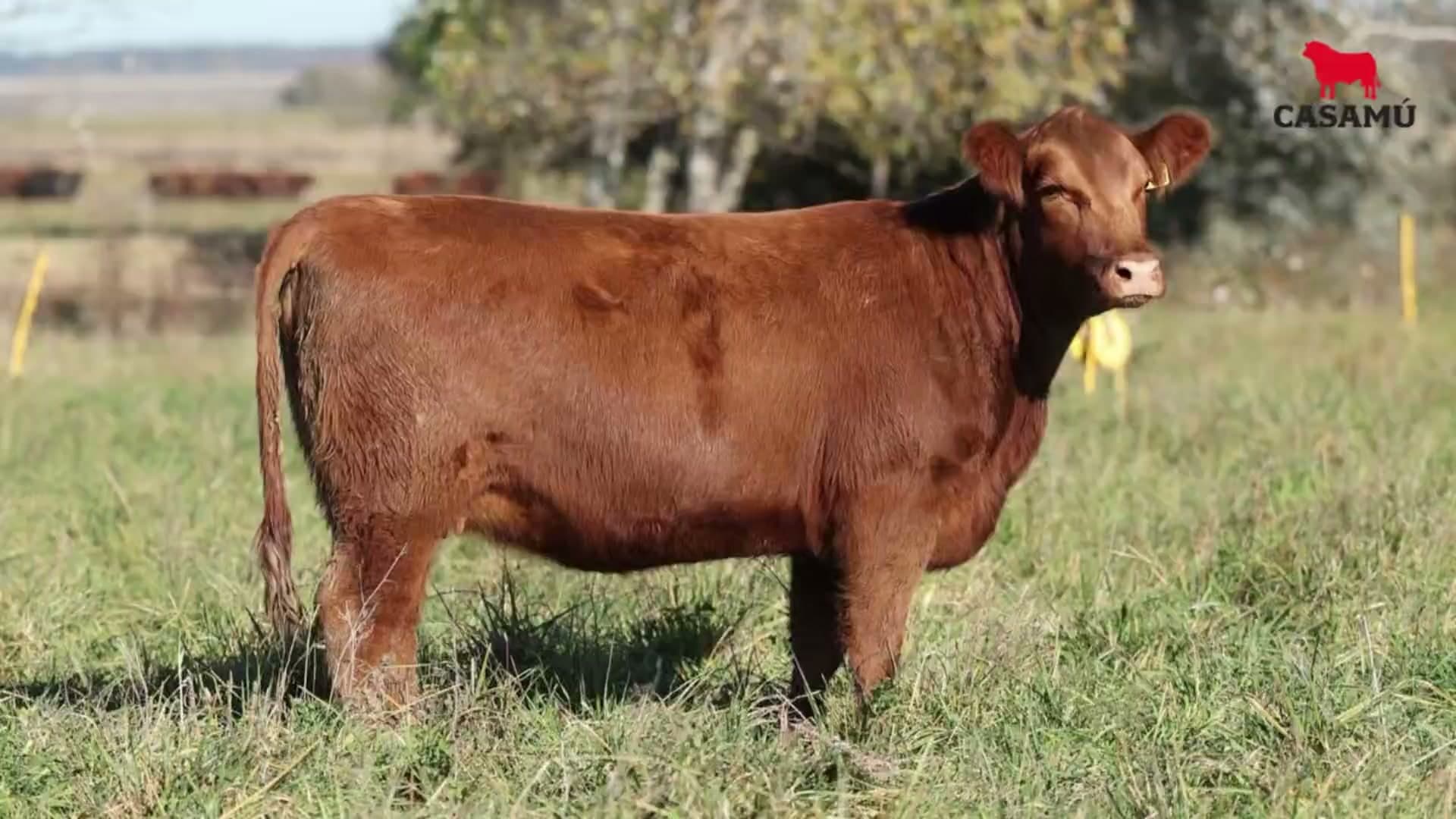 Vaquillona RP 5269 · Lote 59