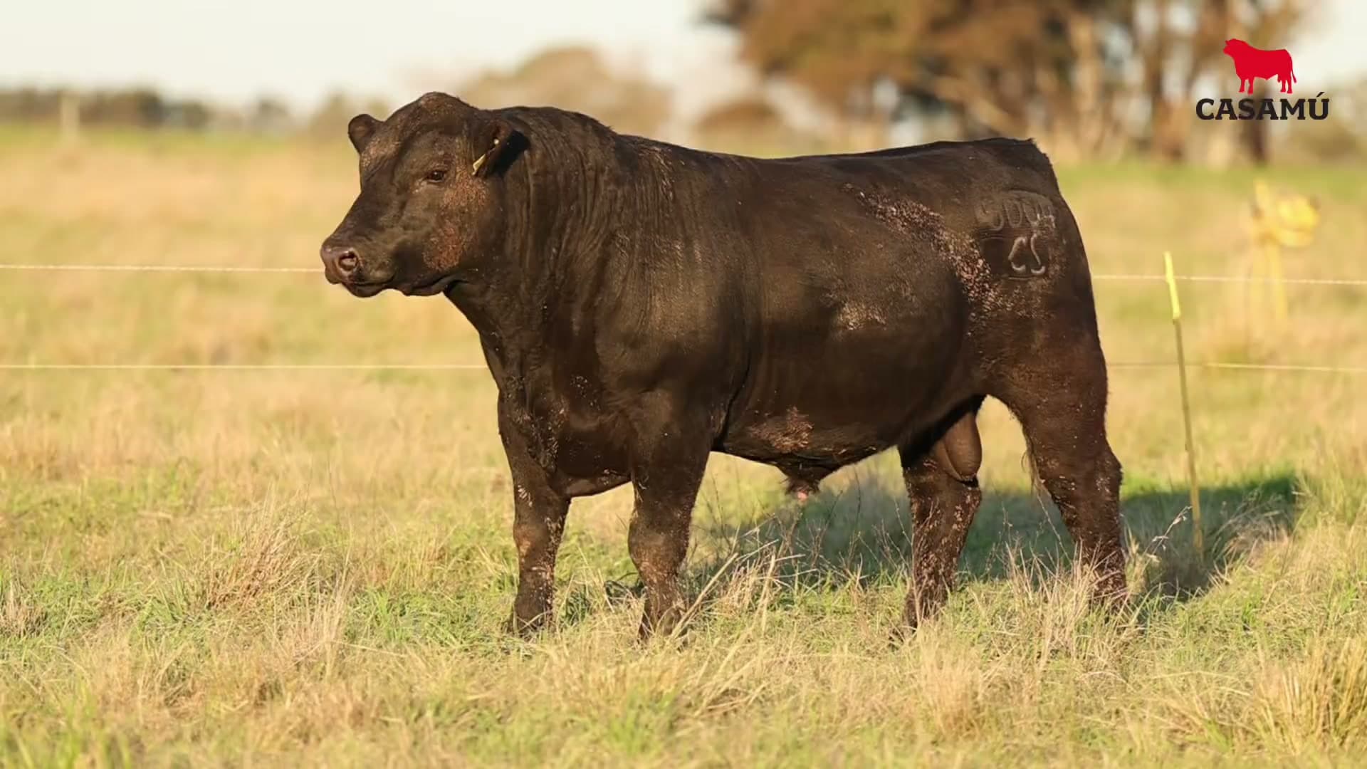 Toro RP 5004 · Lote 41