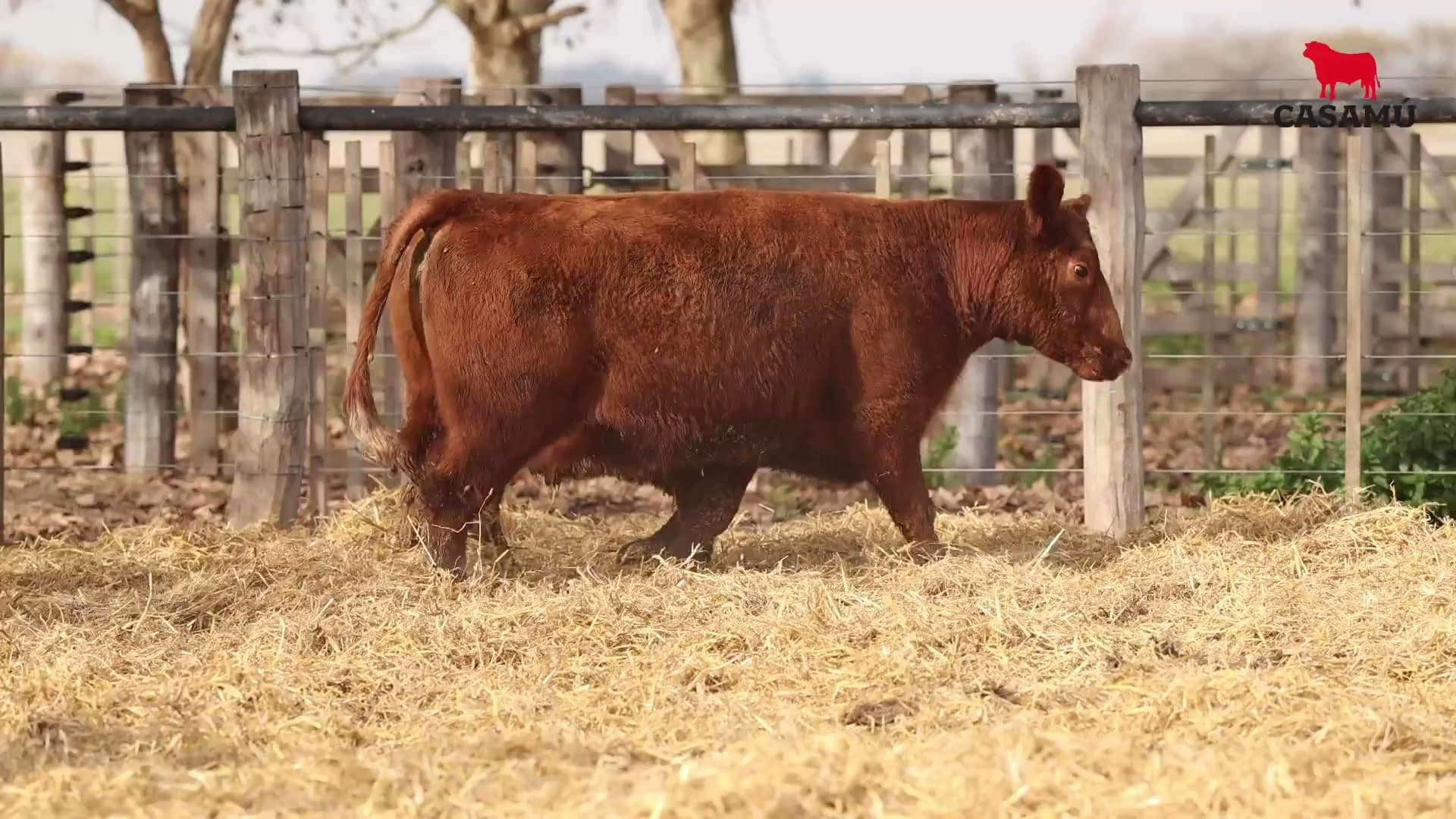 Vaca RP G865 · Lote 67
