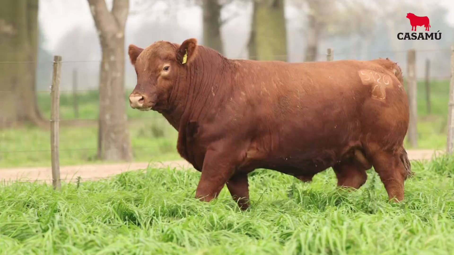 Toro RP 5126 · Lote 16