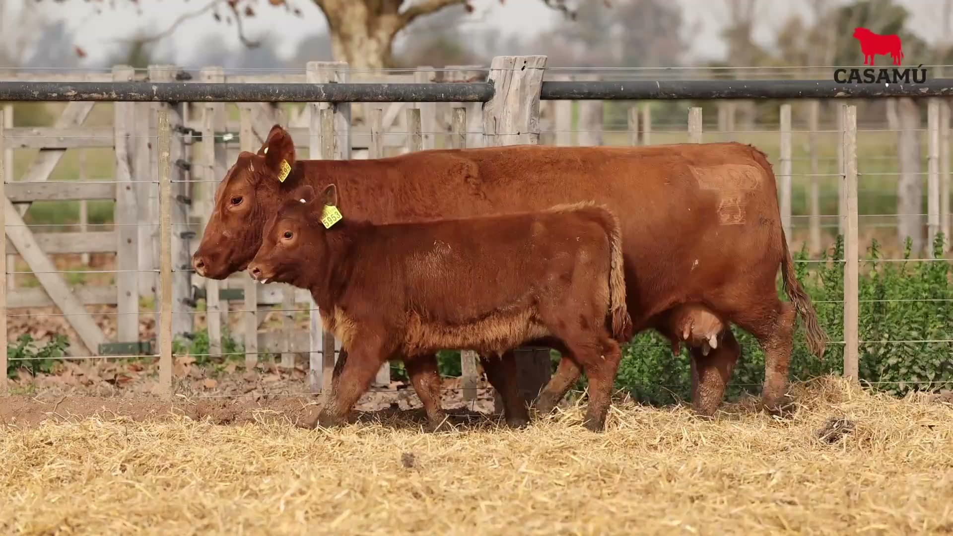 Vaca RP E599 · Lote 65