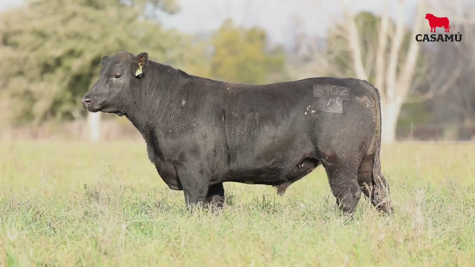 Toro RP 5102 · Lote 44