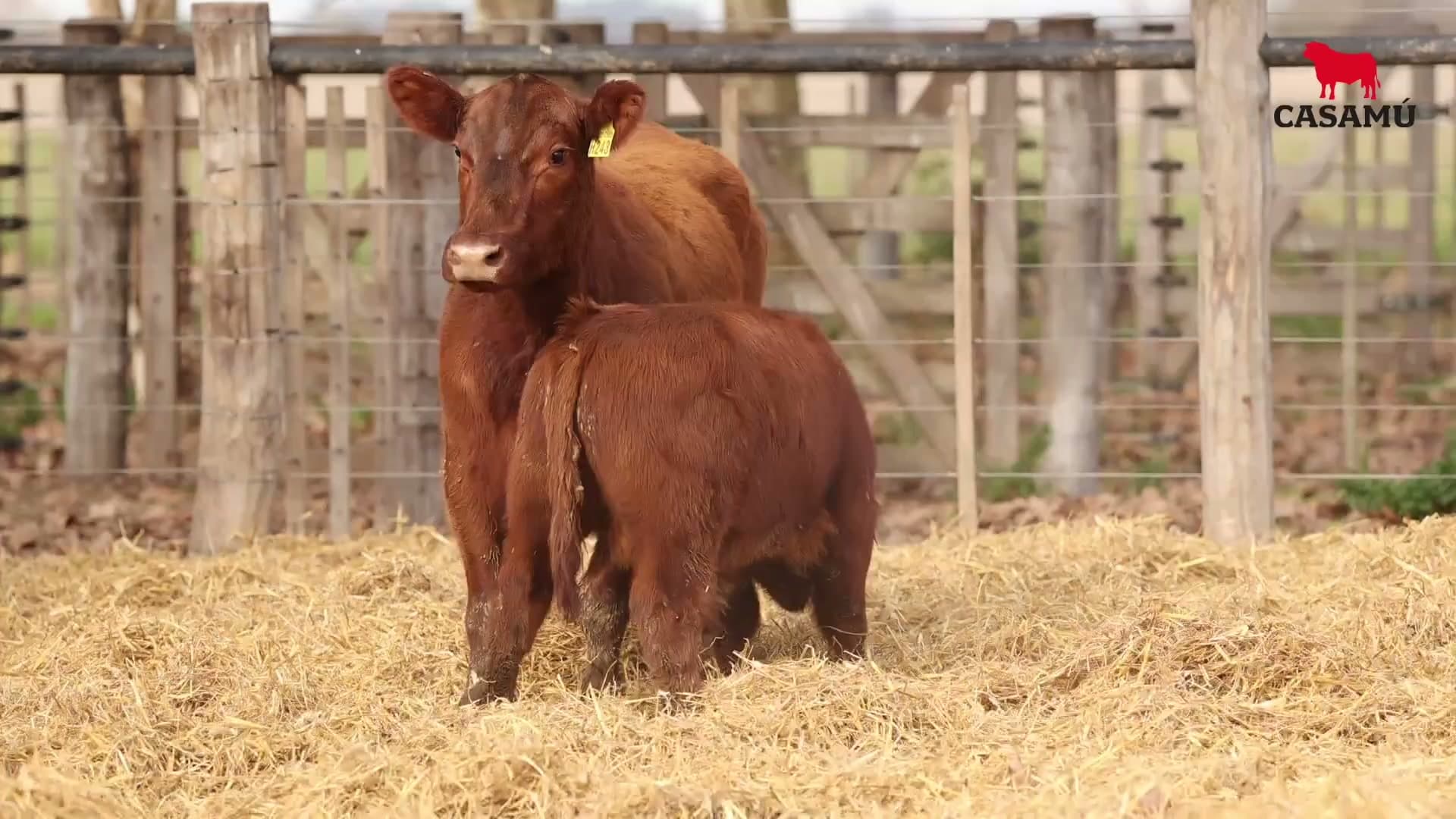 Vaca RP H243 · Lote 70