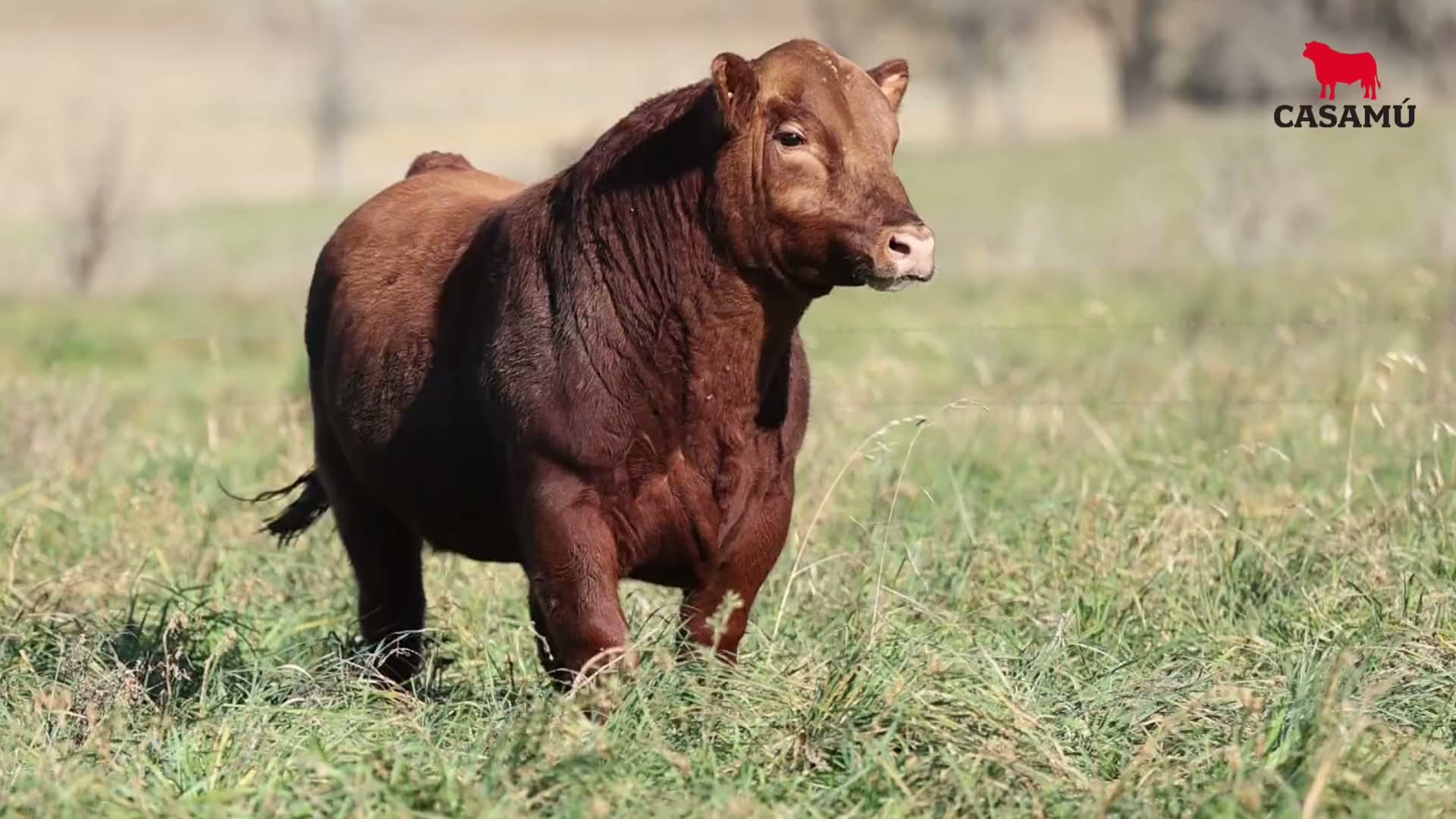 Toro RP 5280 · Lote 40