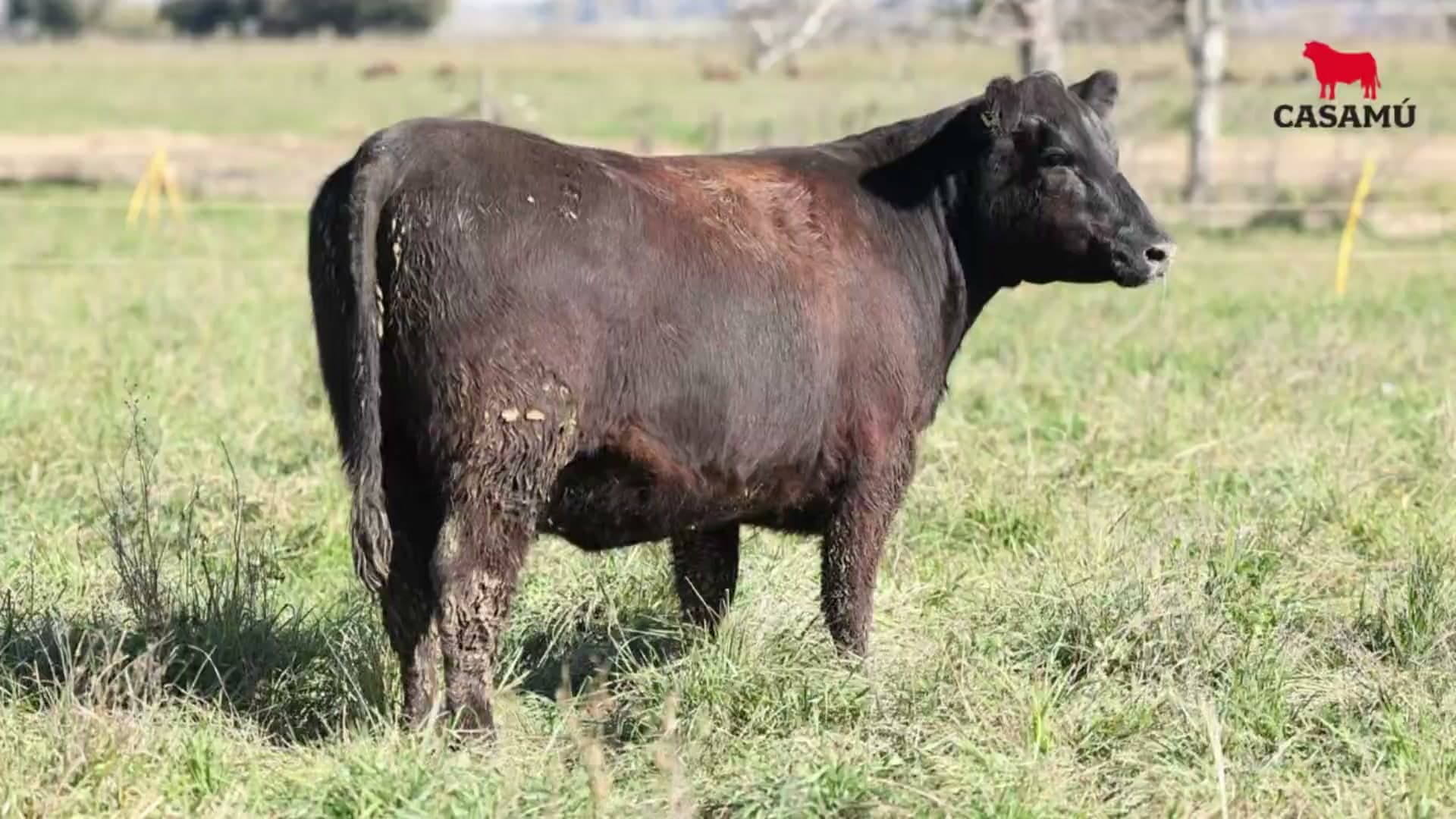 Vaquillona RP 5027 · Lote 55
