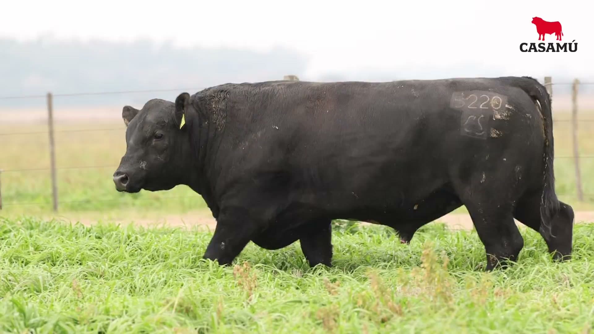 Toro RP 5220 · Lote 41