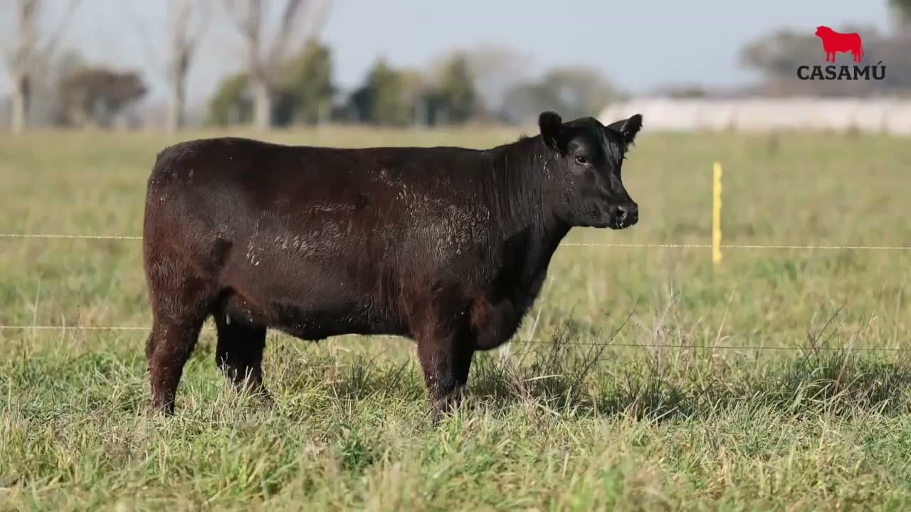 Vaquillona RP 5375 · Lote 61