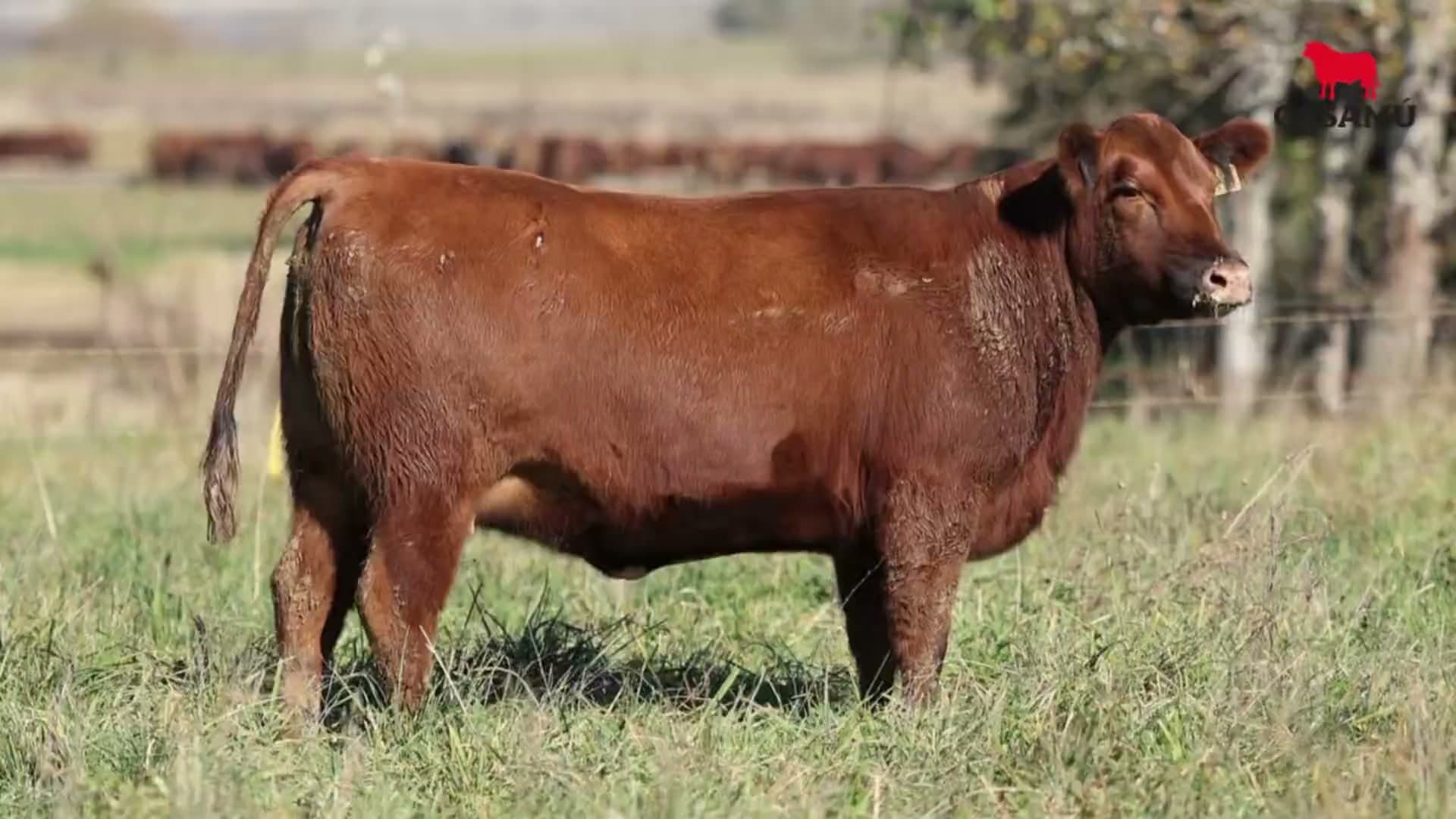 Vaquillona RP 5373 · Lote 57