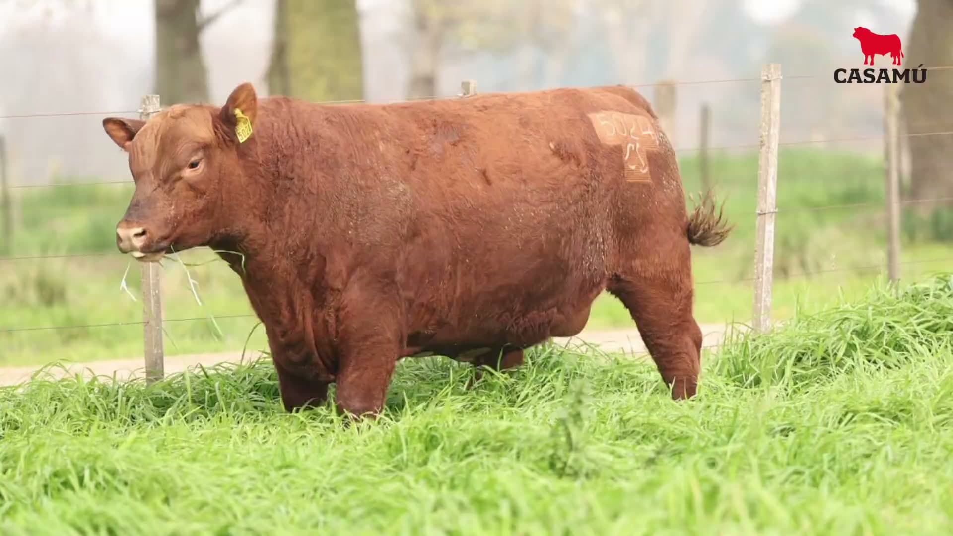 Toro RP 5024 · Lote 9