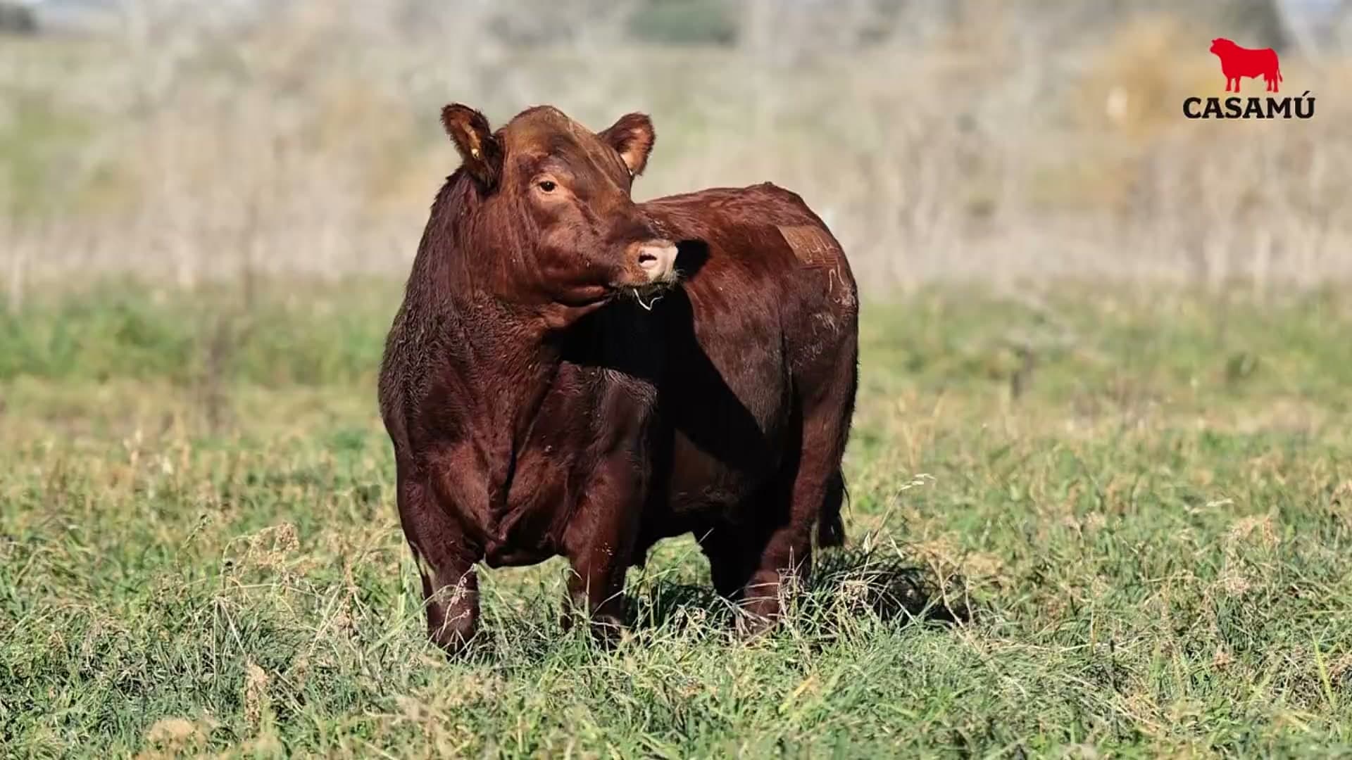 Toro RP 5444 · Lote 45