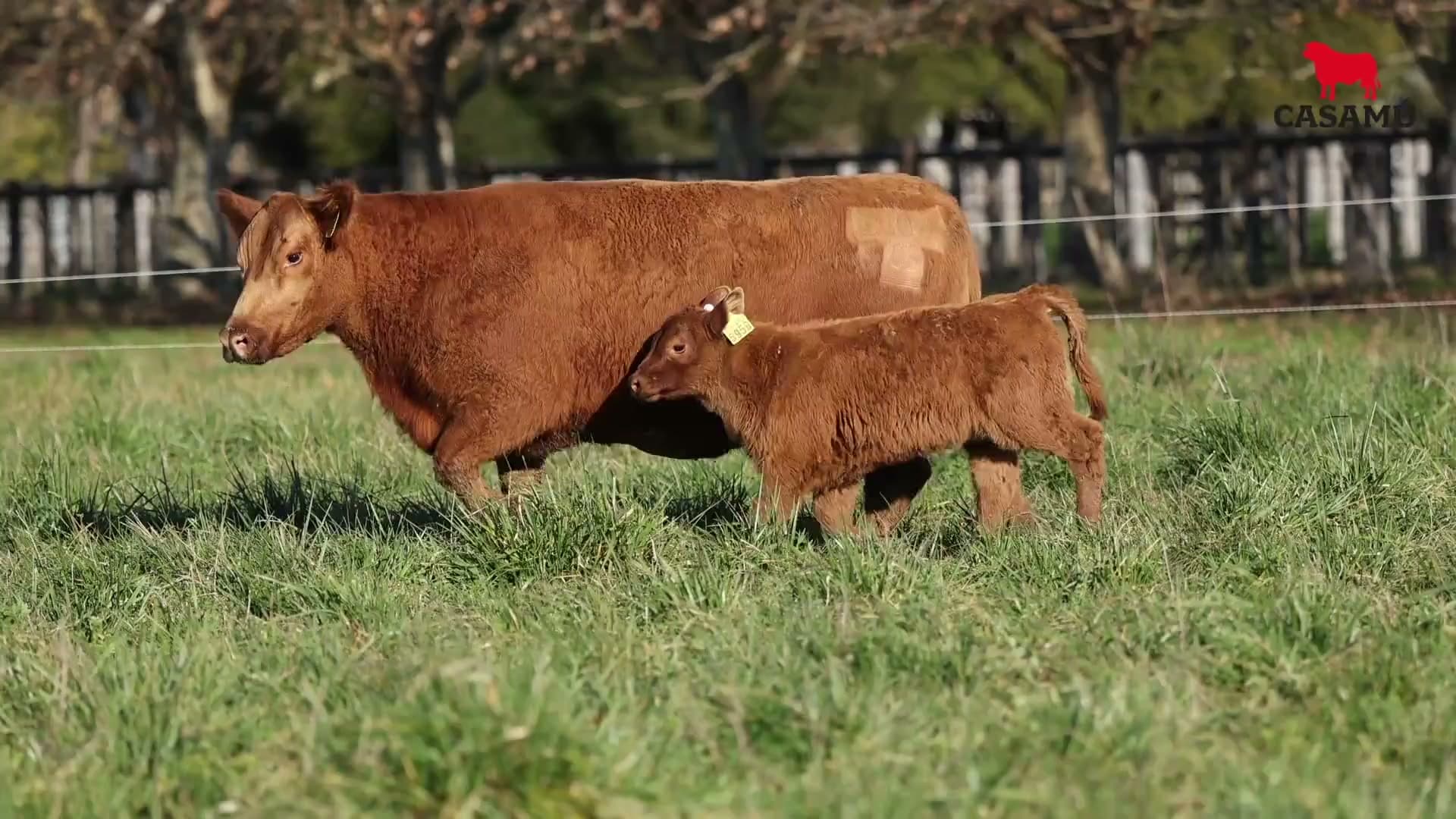 Vaca RP G603 · Lote 63