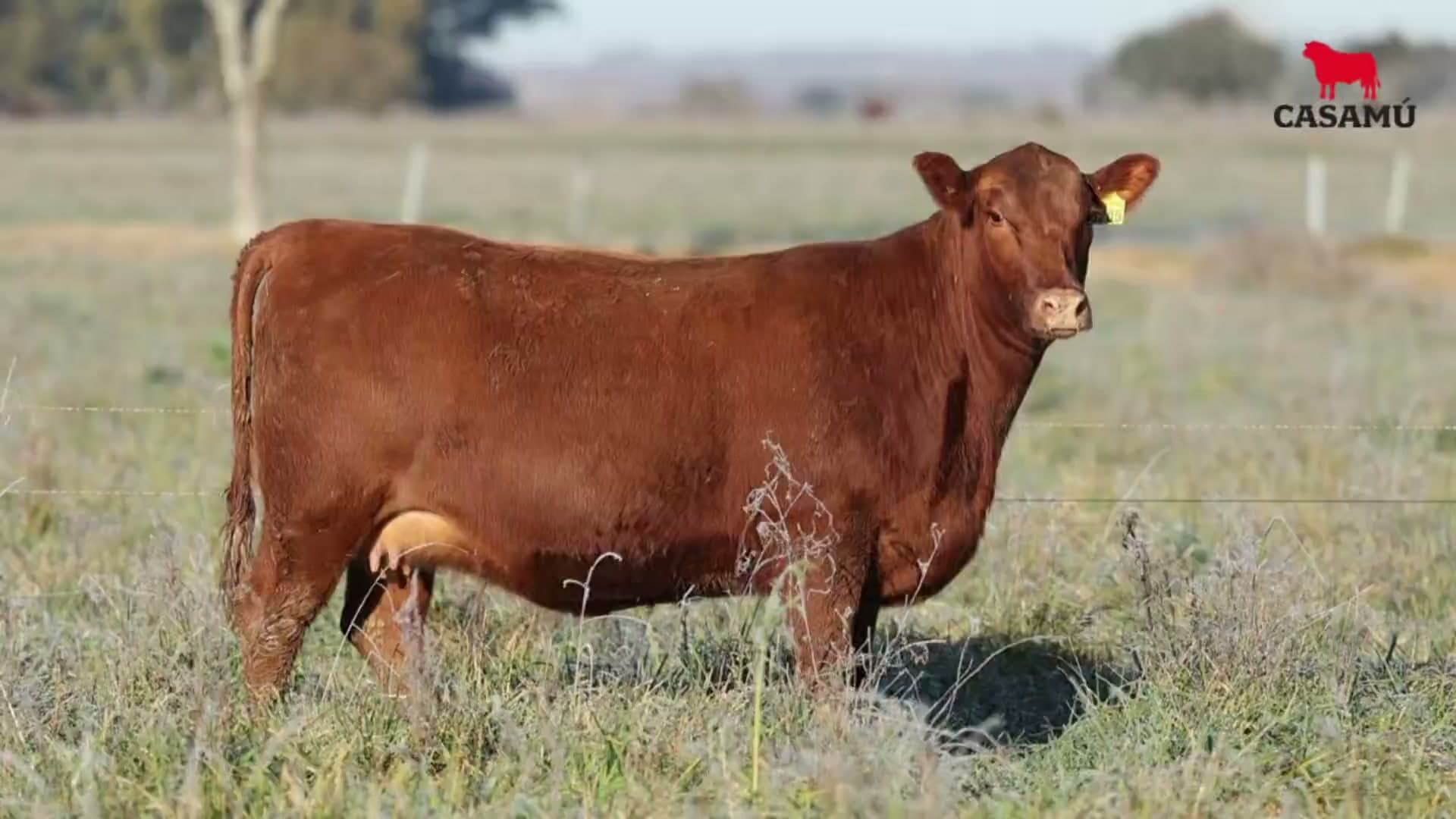 Vaquillona RP 5205 · Lote 49