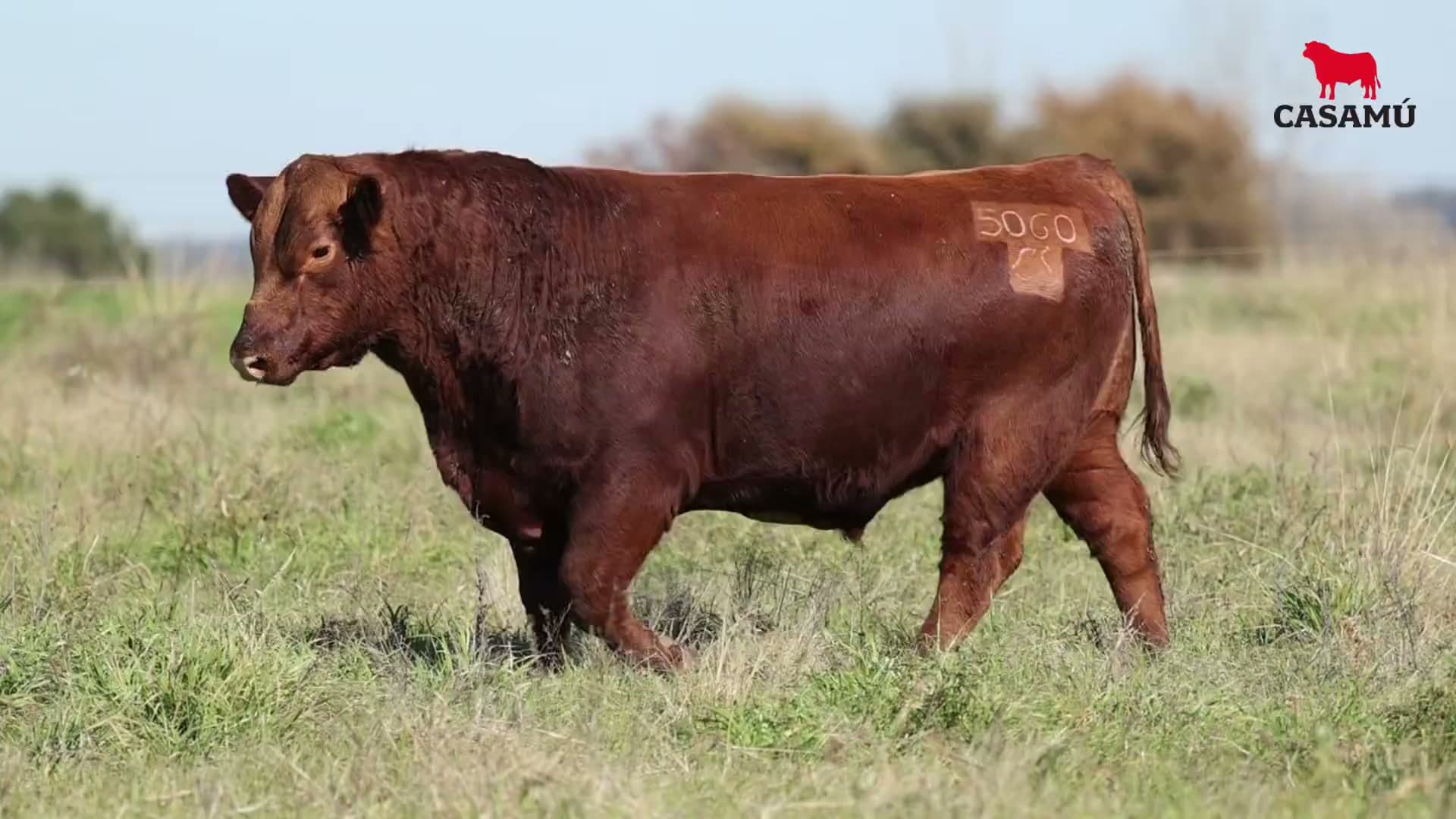 Toro RP 5060 · Lote 26