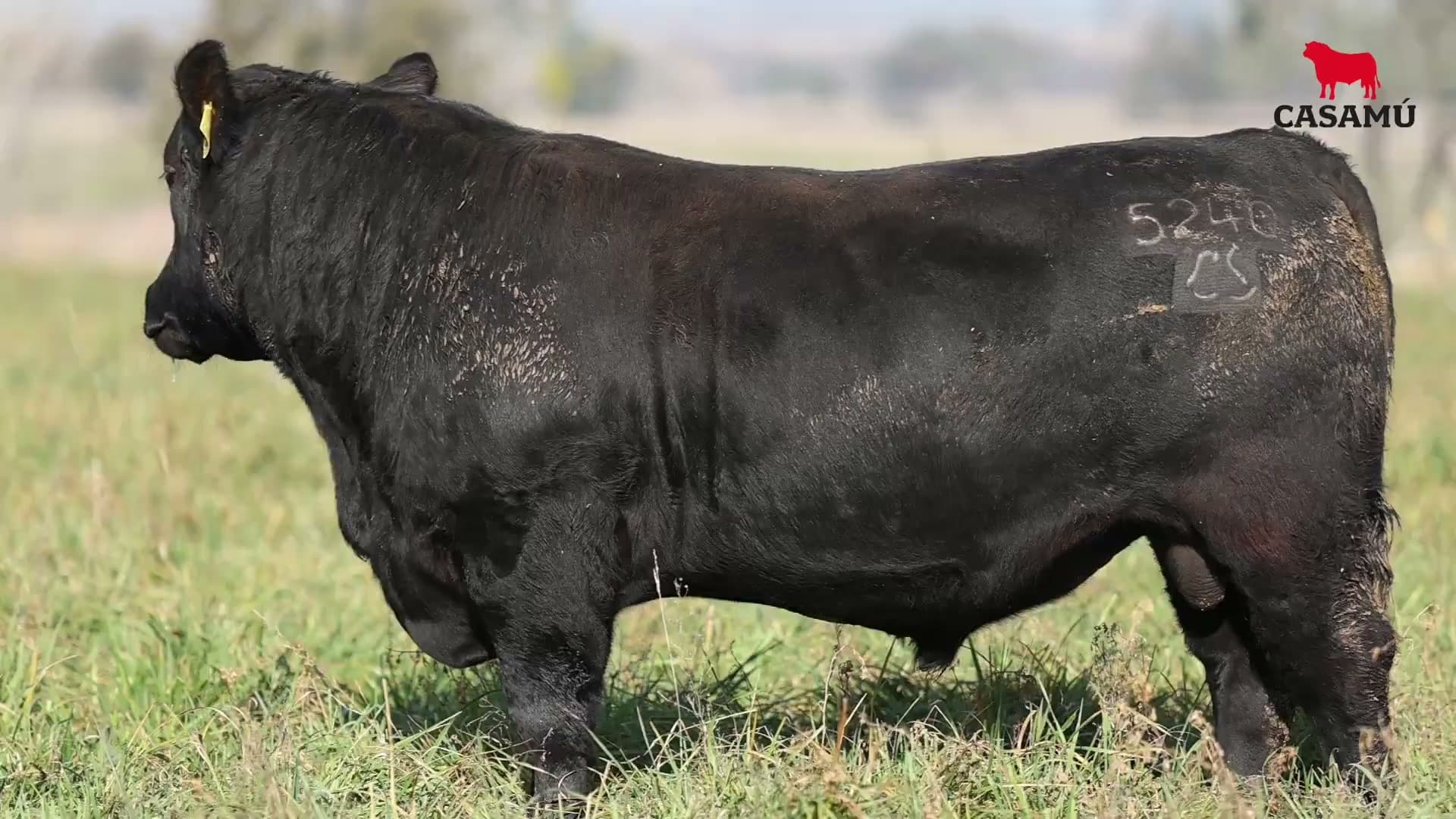 Toro RP 5240 · Lote 29