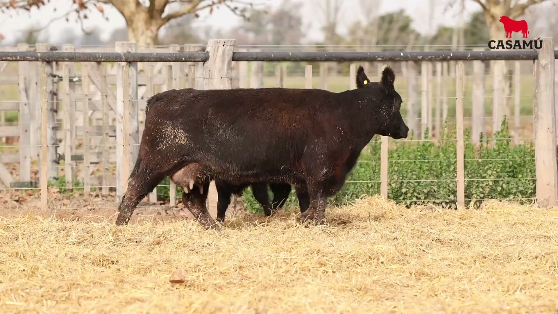 Vaca RP H265 · Lote 74