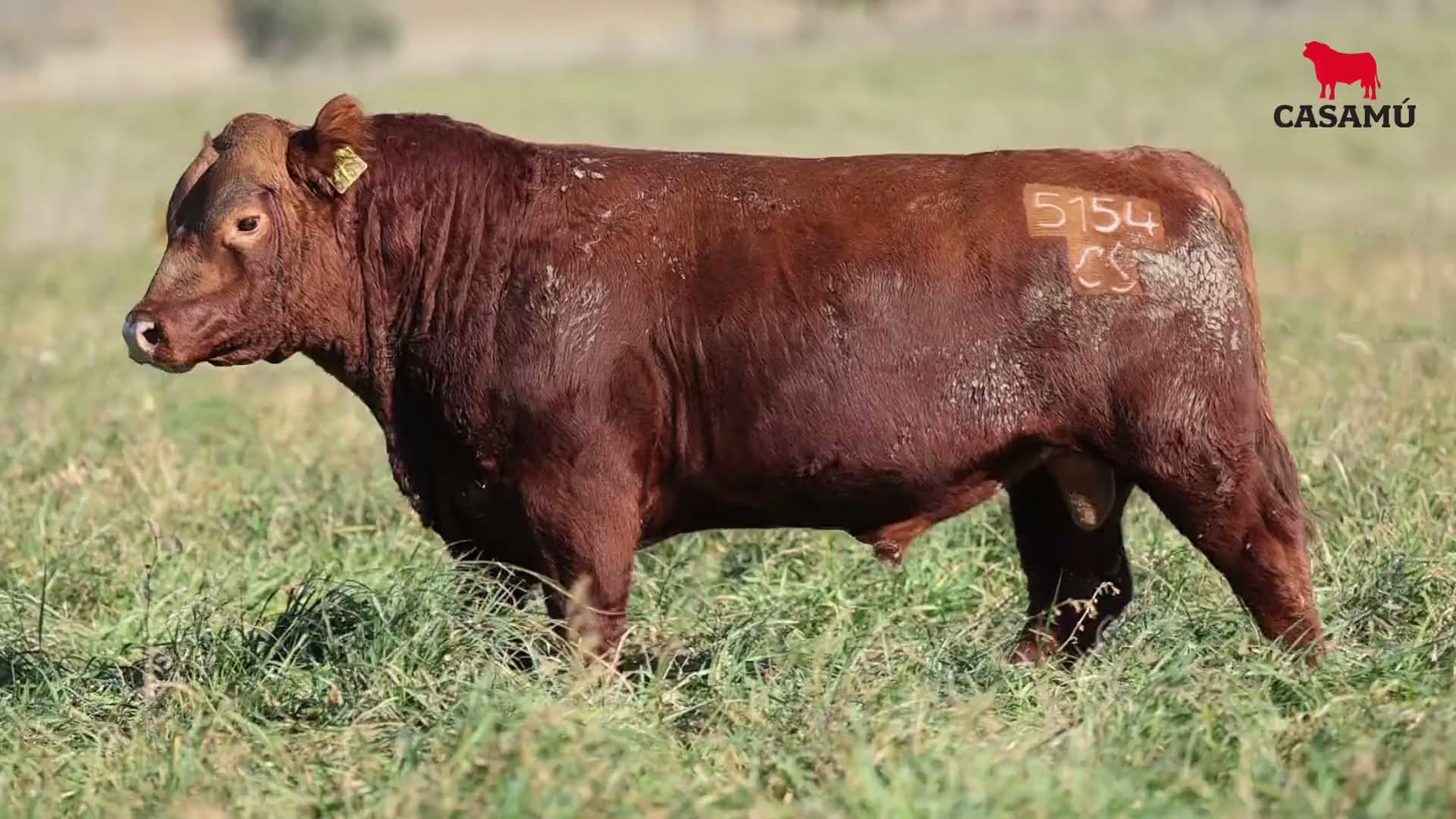 Toro RP 5154 · Lote 36