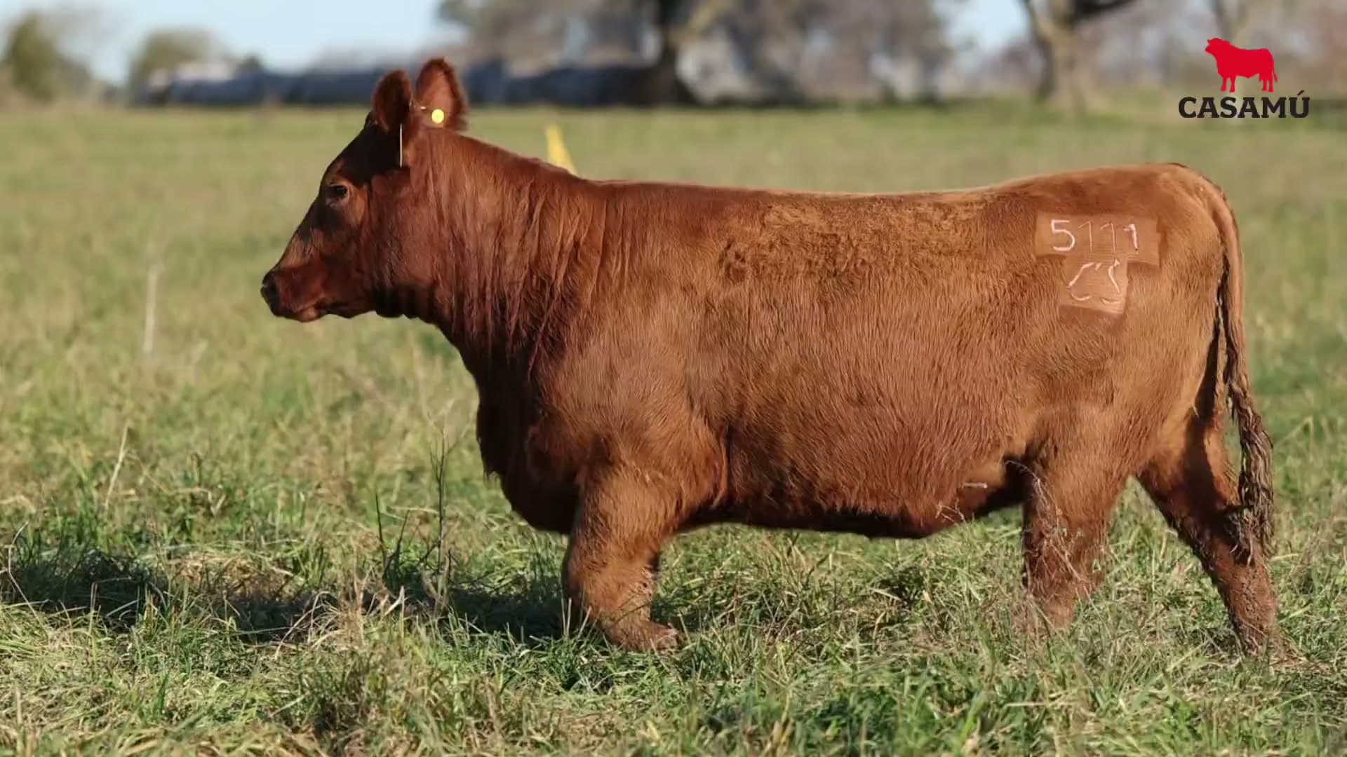 Vaquillona RP 5111 · Lote 51