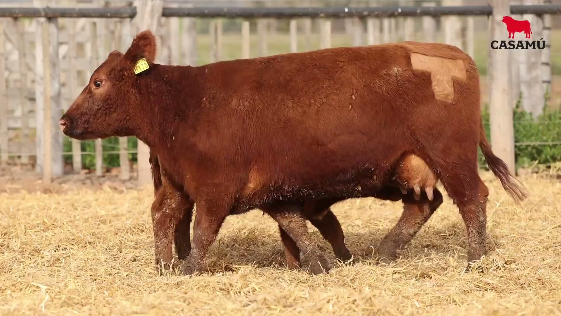 Vaca RP H173 · Lote 68
