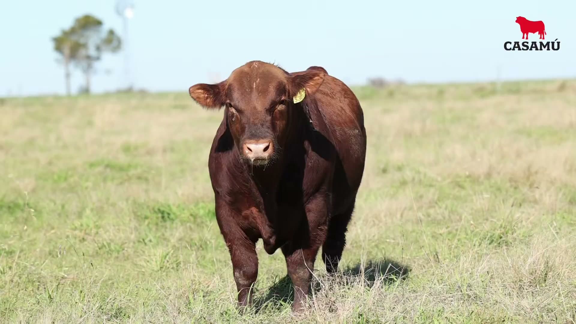 Toro RP 5300 · Lote 39