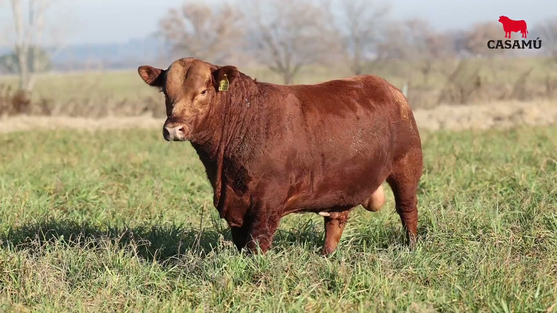 Toro RP 5002 · Lote 2