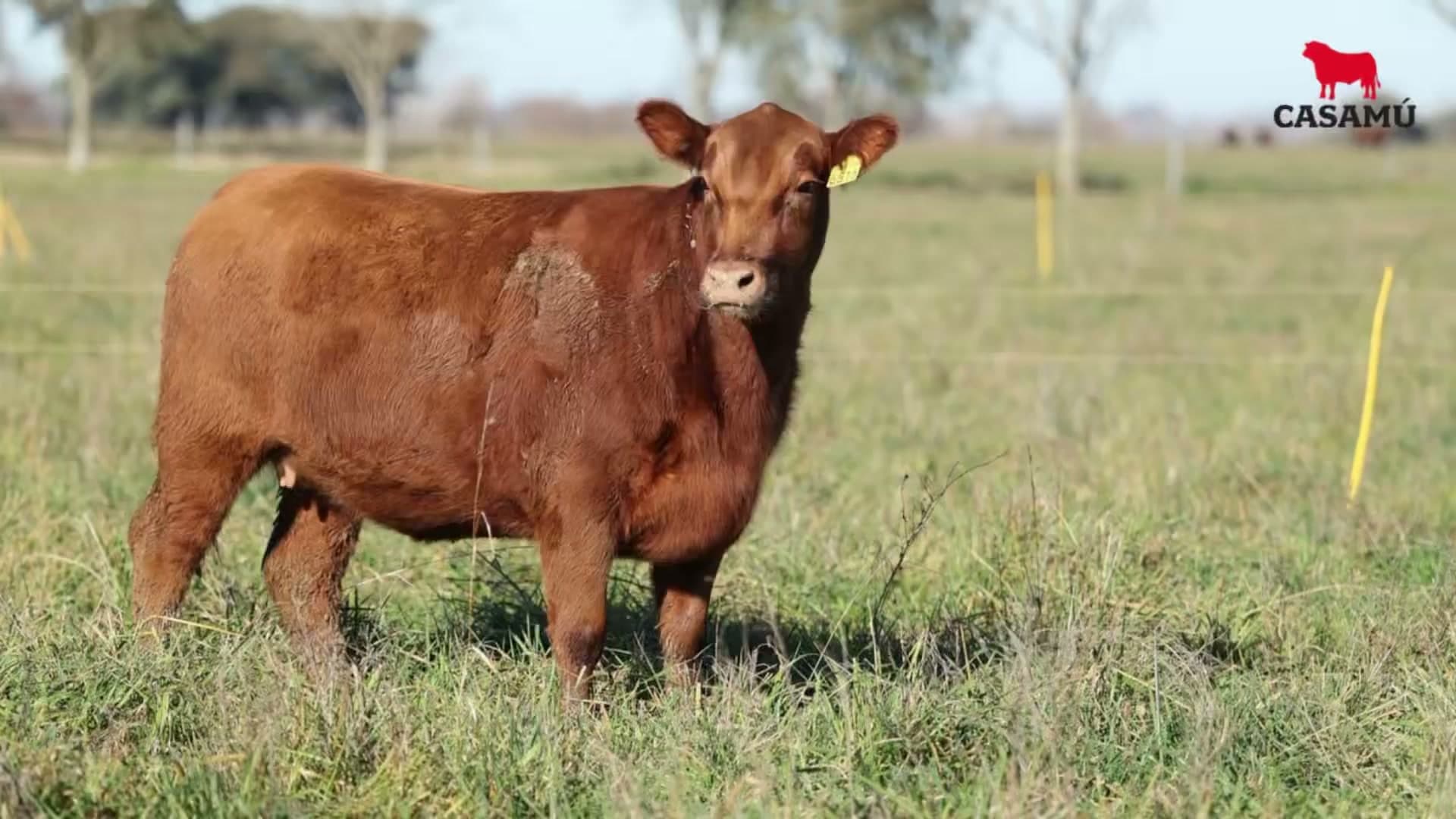 Vaquillona RP 5515 · Lote 59