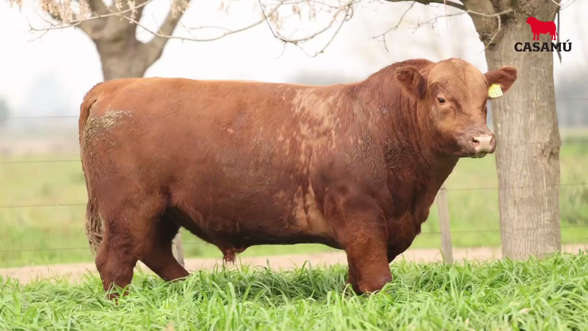 Toro RP 5152 · Lote 39