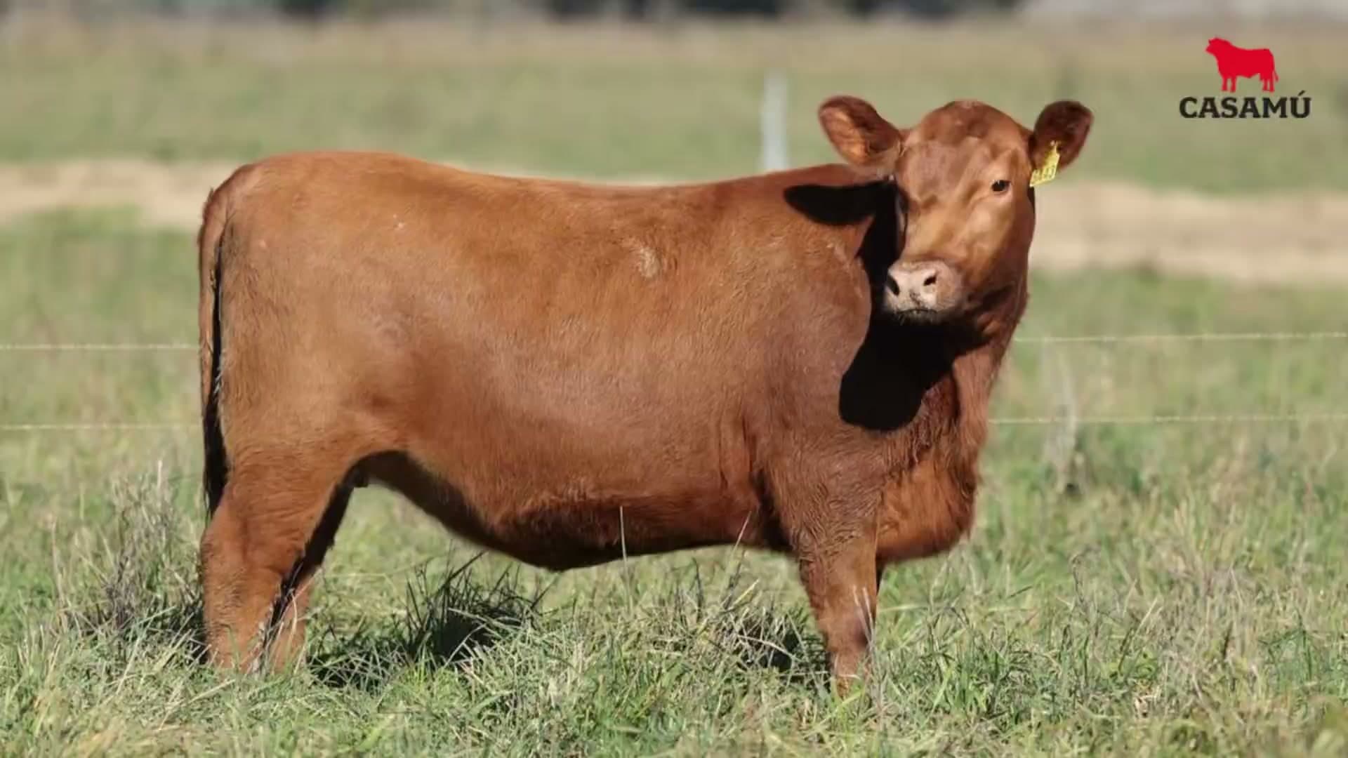 Vaquillona RP 5443 · Lote 57