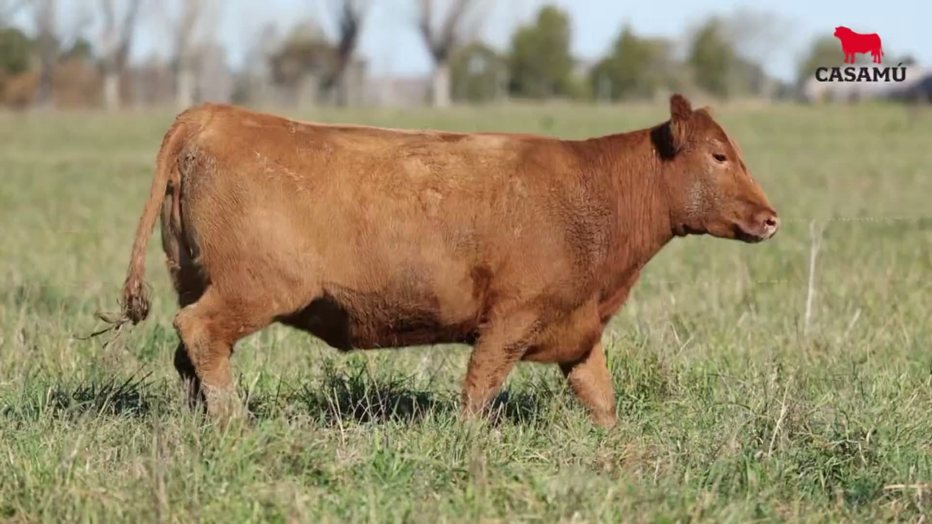 Vaquillona RP 5015 · Lote 59