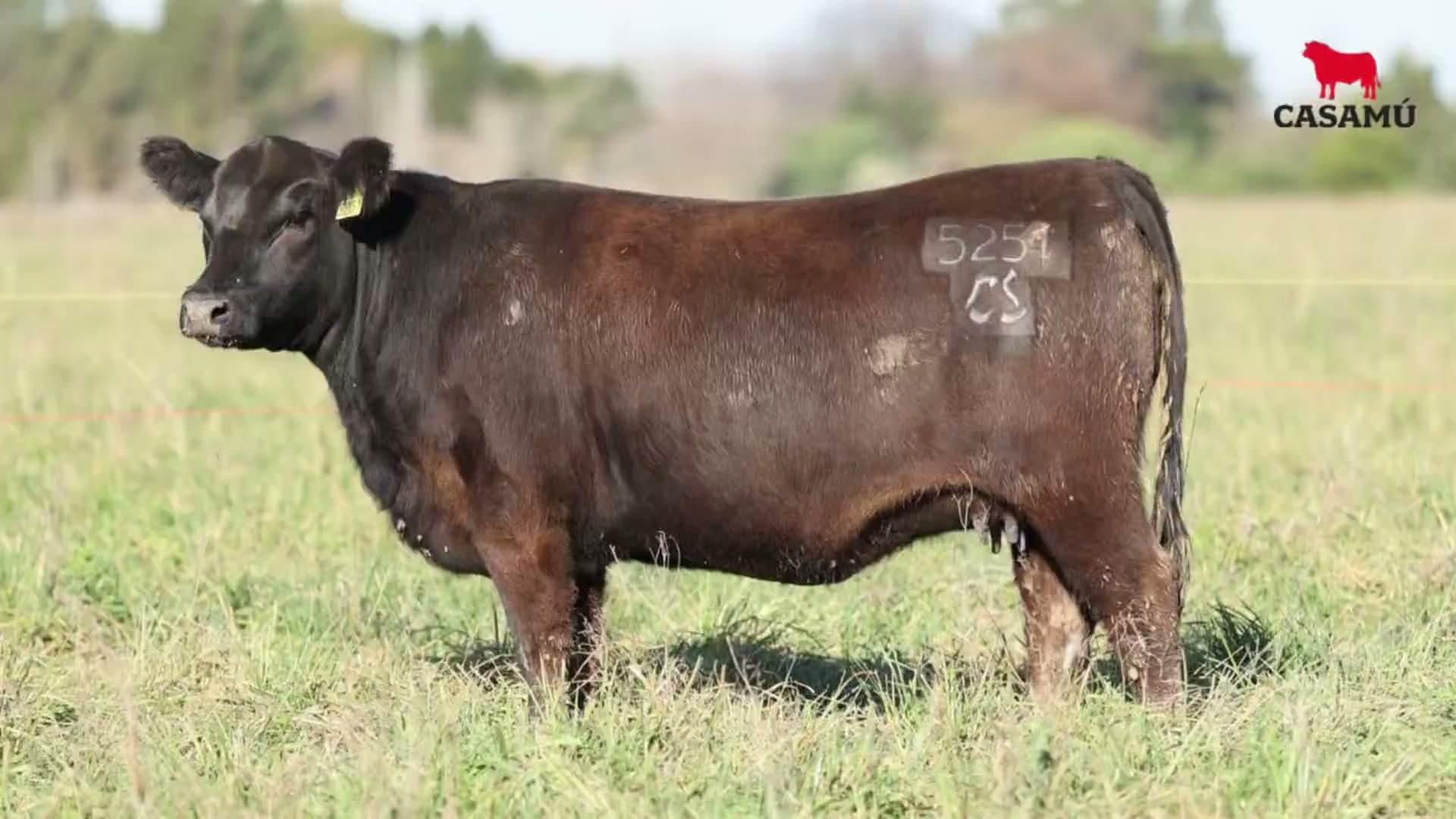 Vaquillona RP 5251 · Lote 55