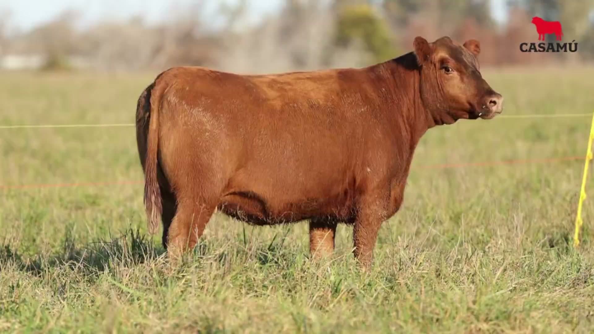 Vaquillona RP 5127 · Lote 57