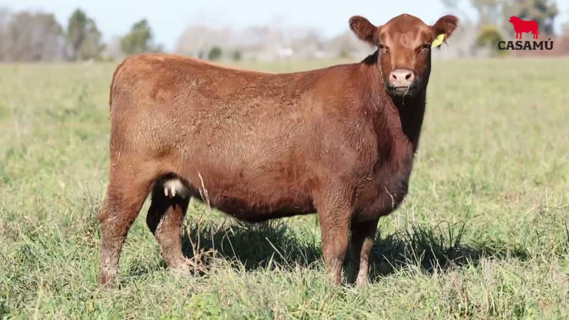 Vaquillona RP 5475 · Lote 59