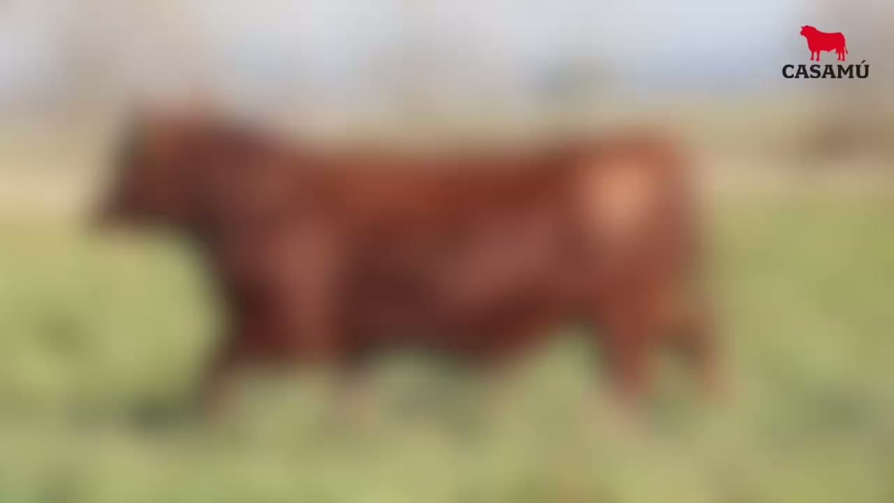 Toro RP 5376 · Lote 30