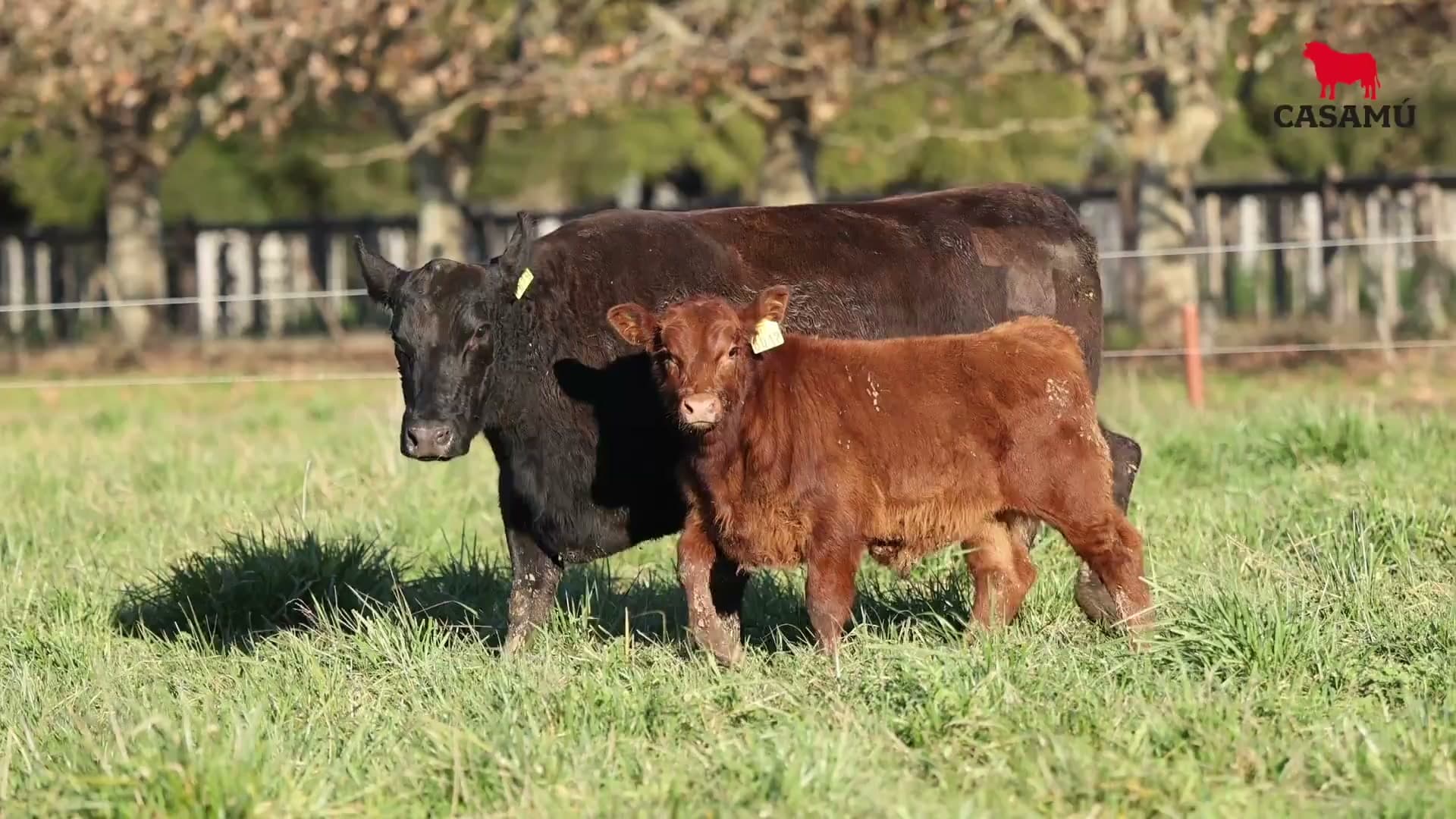 Vaca RP F819 · Lote 64