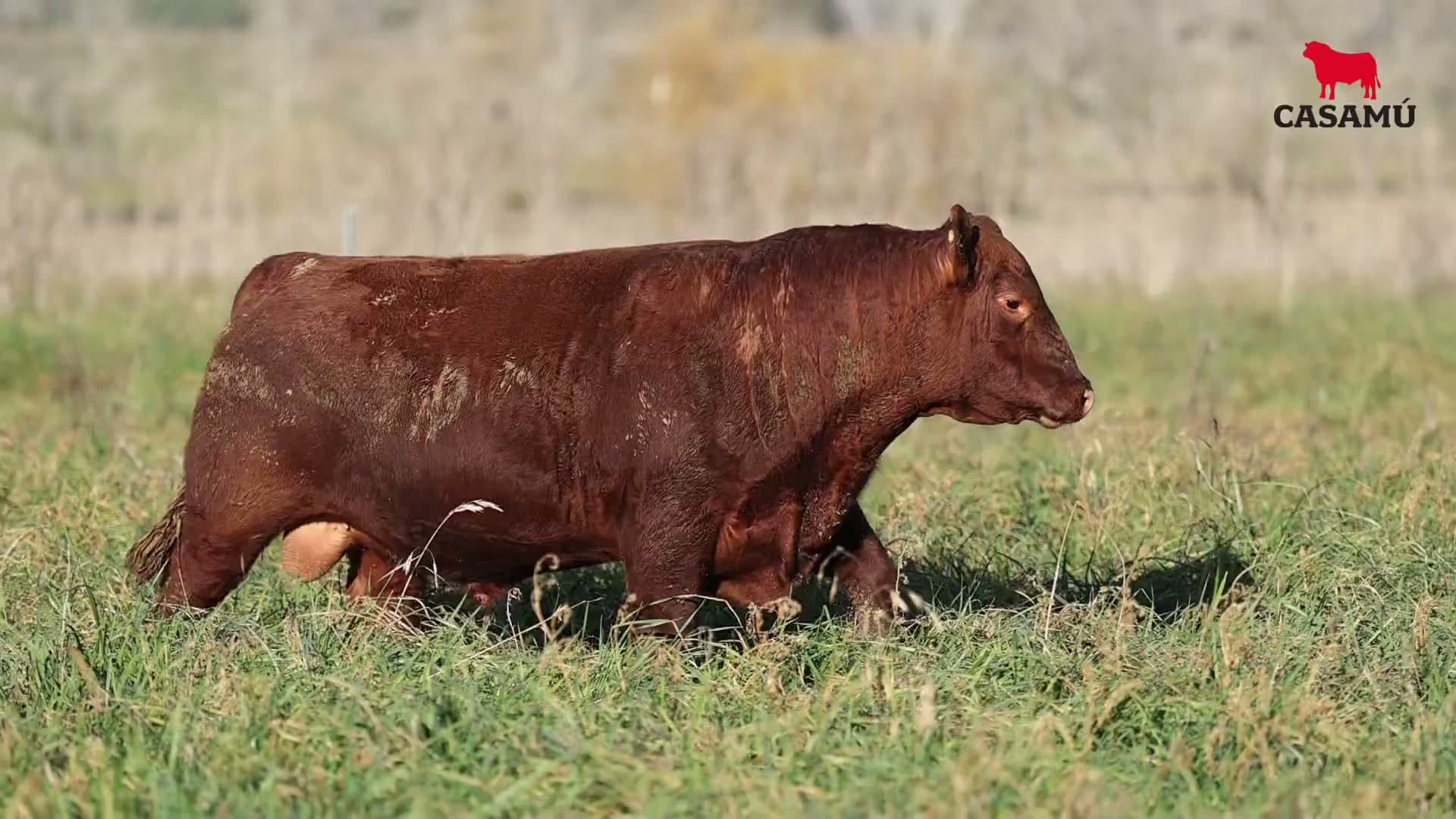 Toro RP 5080 · Lote 20
