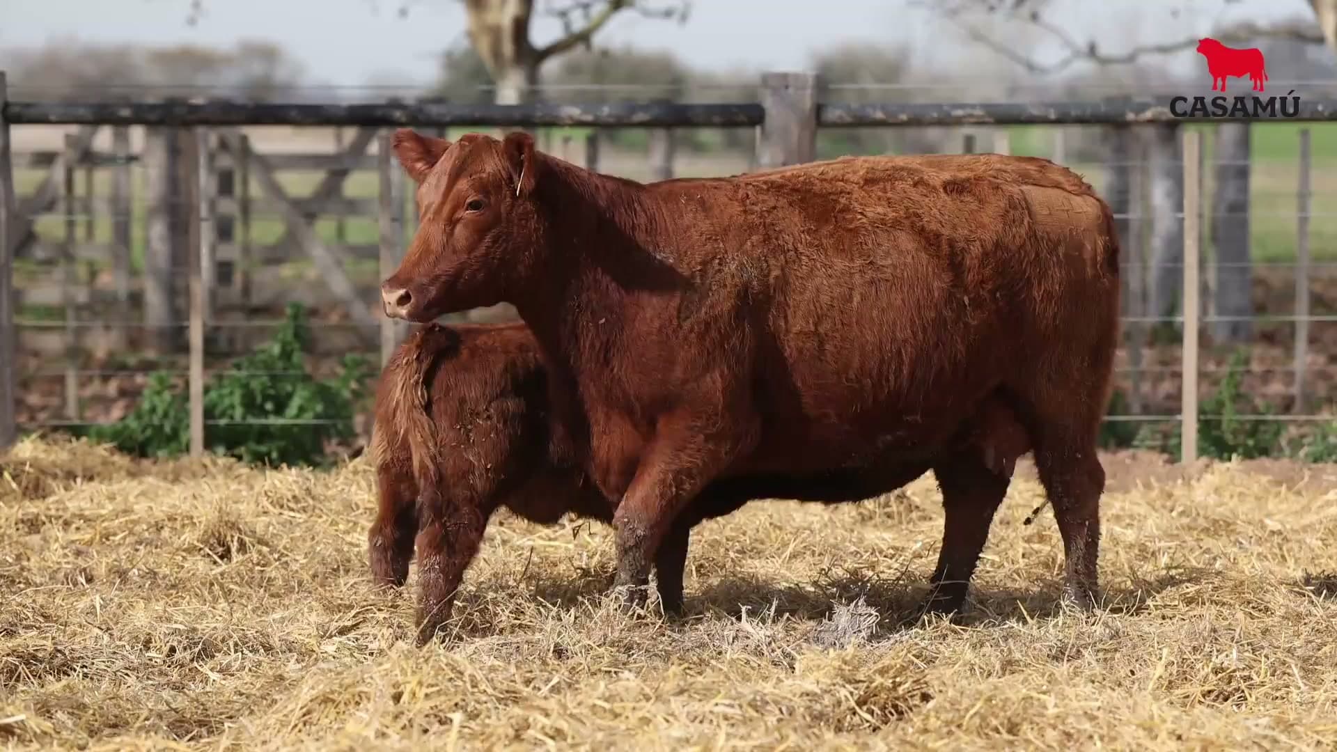 Vaca RP G449 · Lote 68