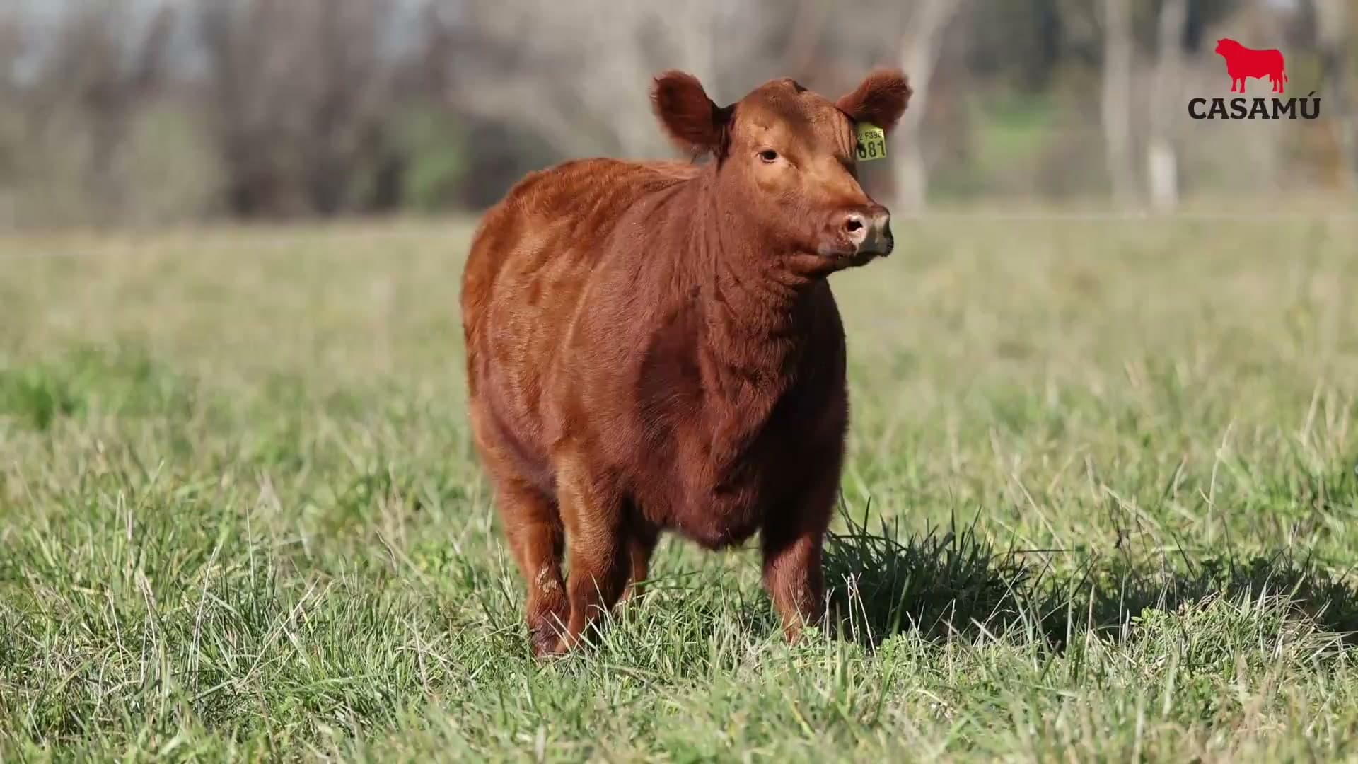 Ternera RP J5681 · Lote 47