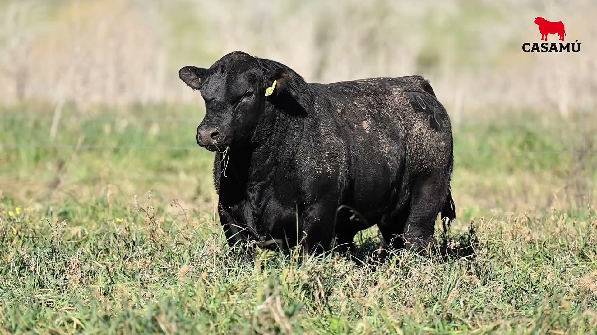 Toro RP 5092 · Lote 33