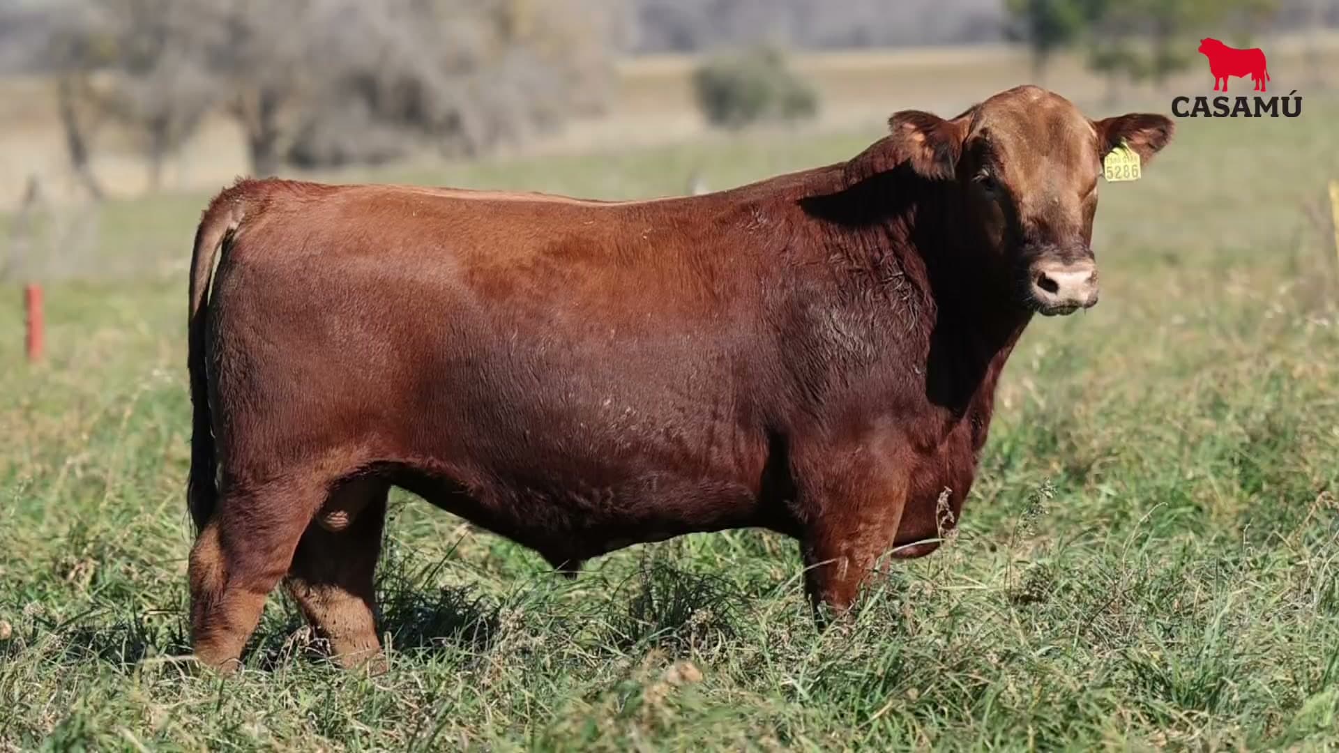Toro RP 5286 · Lote 42