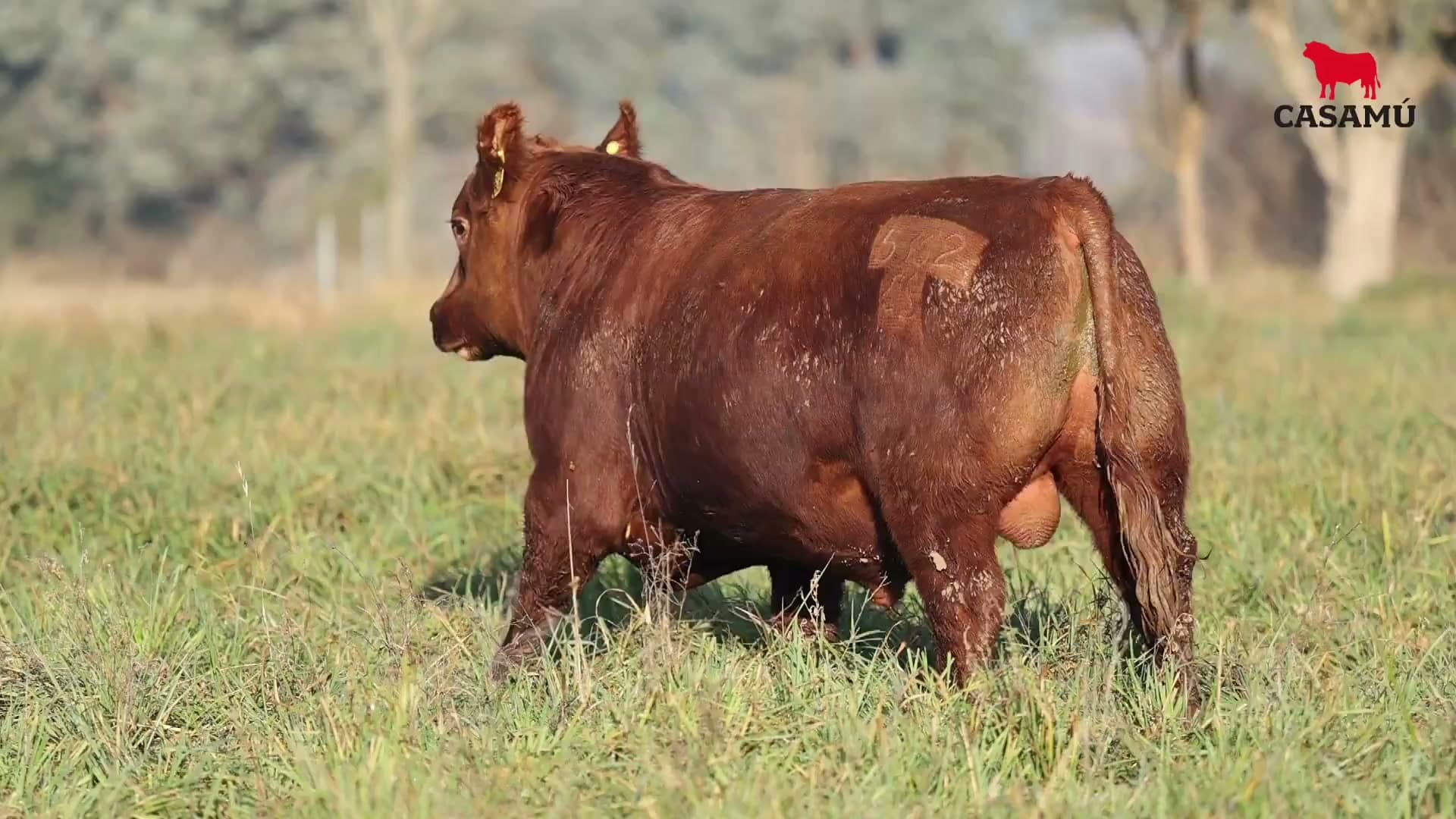 Toro RP 5362 · Lote 1