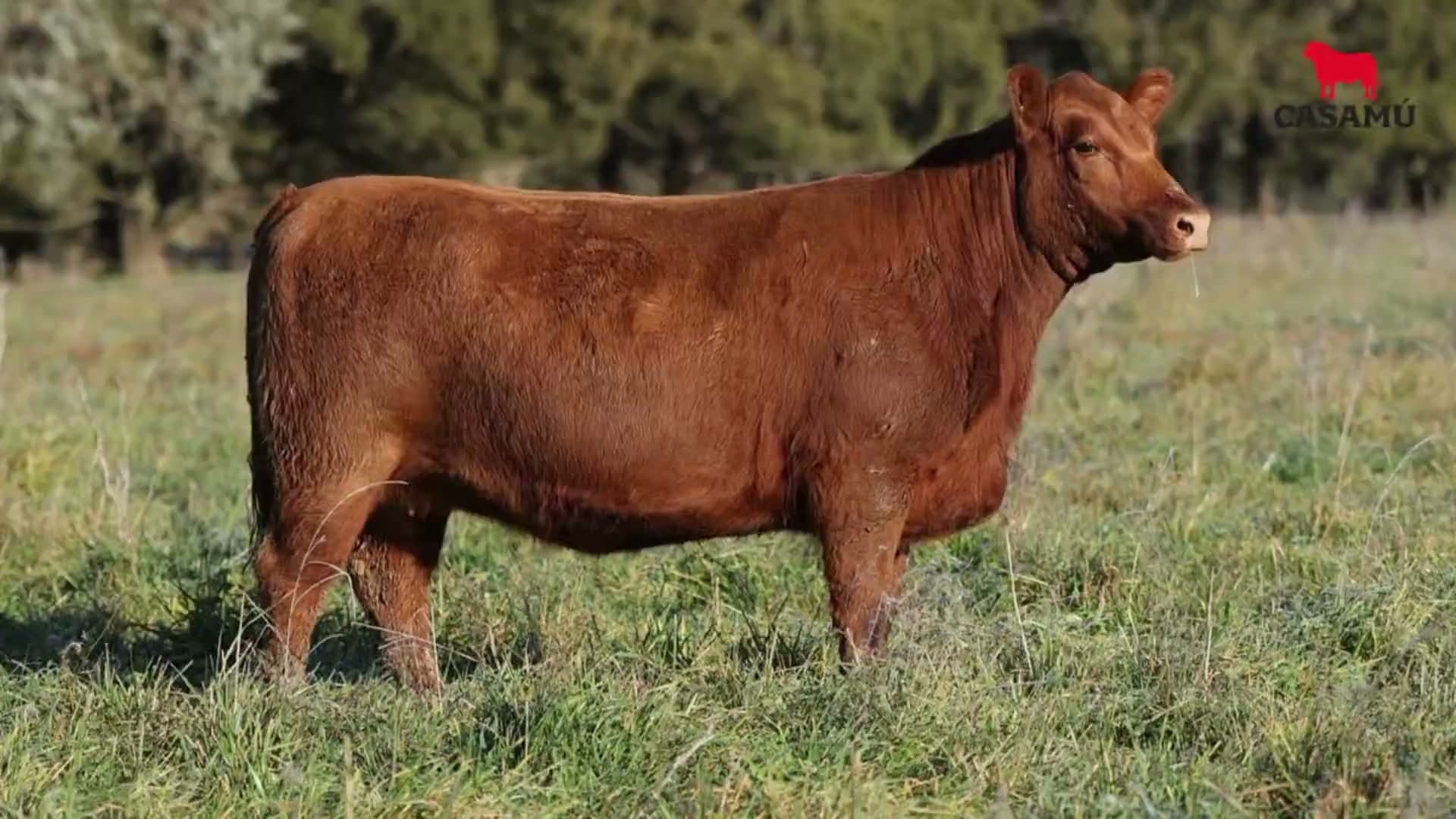 Vaquillona RP 5213 · Lote 50
